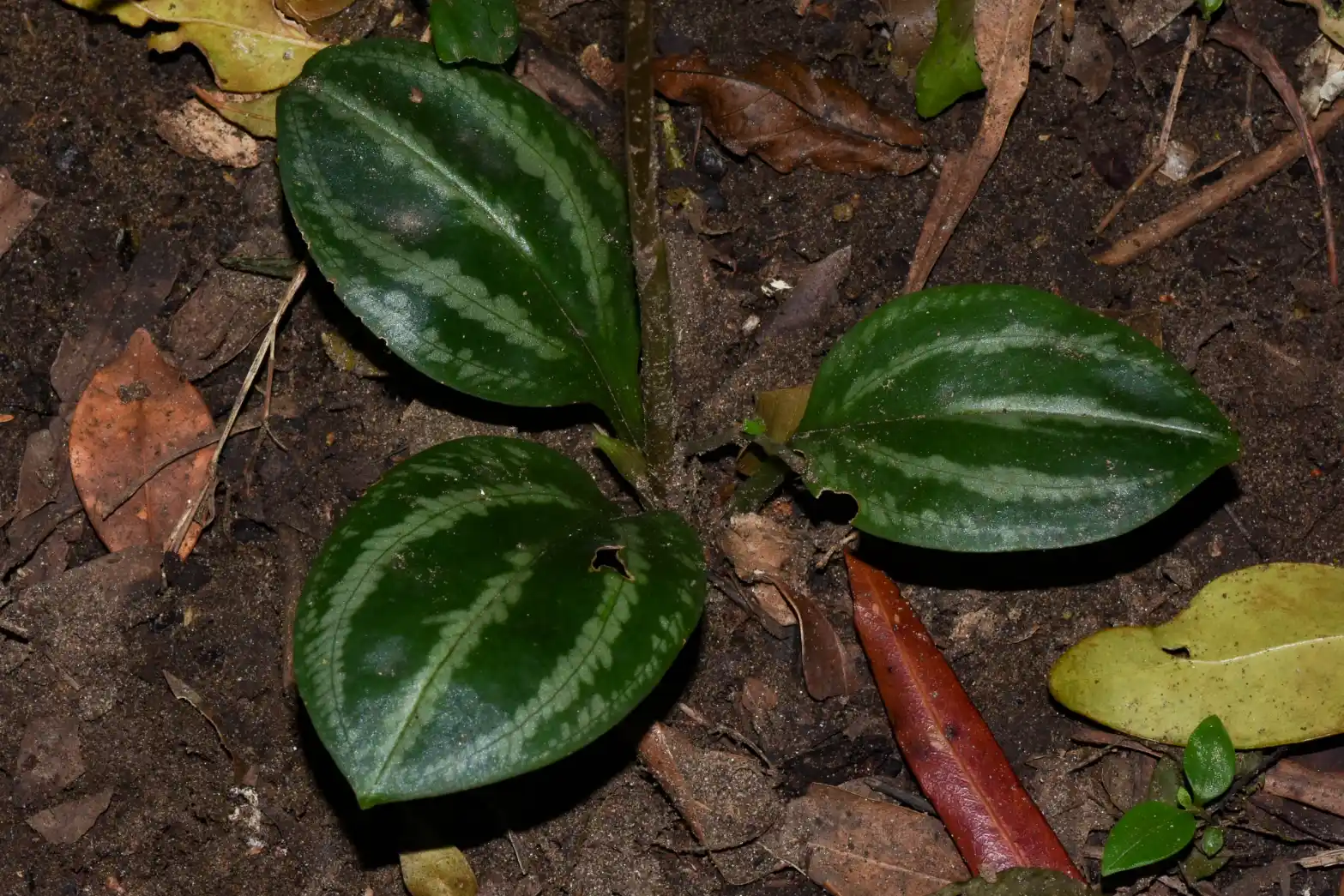 Cyclopogon chloroleucus (Barb.Rodr.) Schltr.