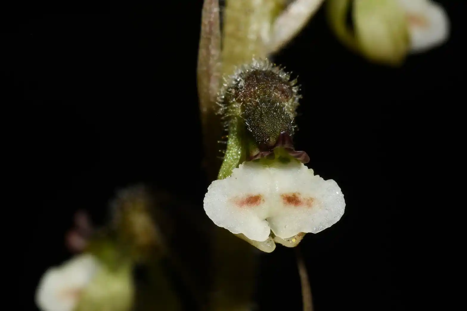 Cyclopogon chloroleucus (Barb.Rodr.) Schltr.