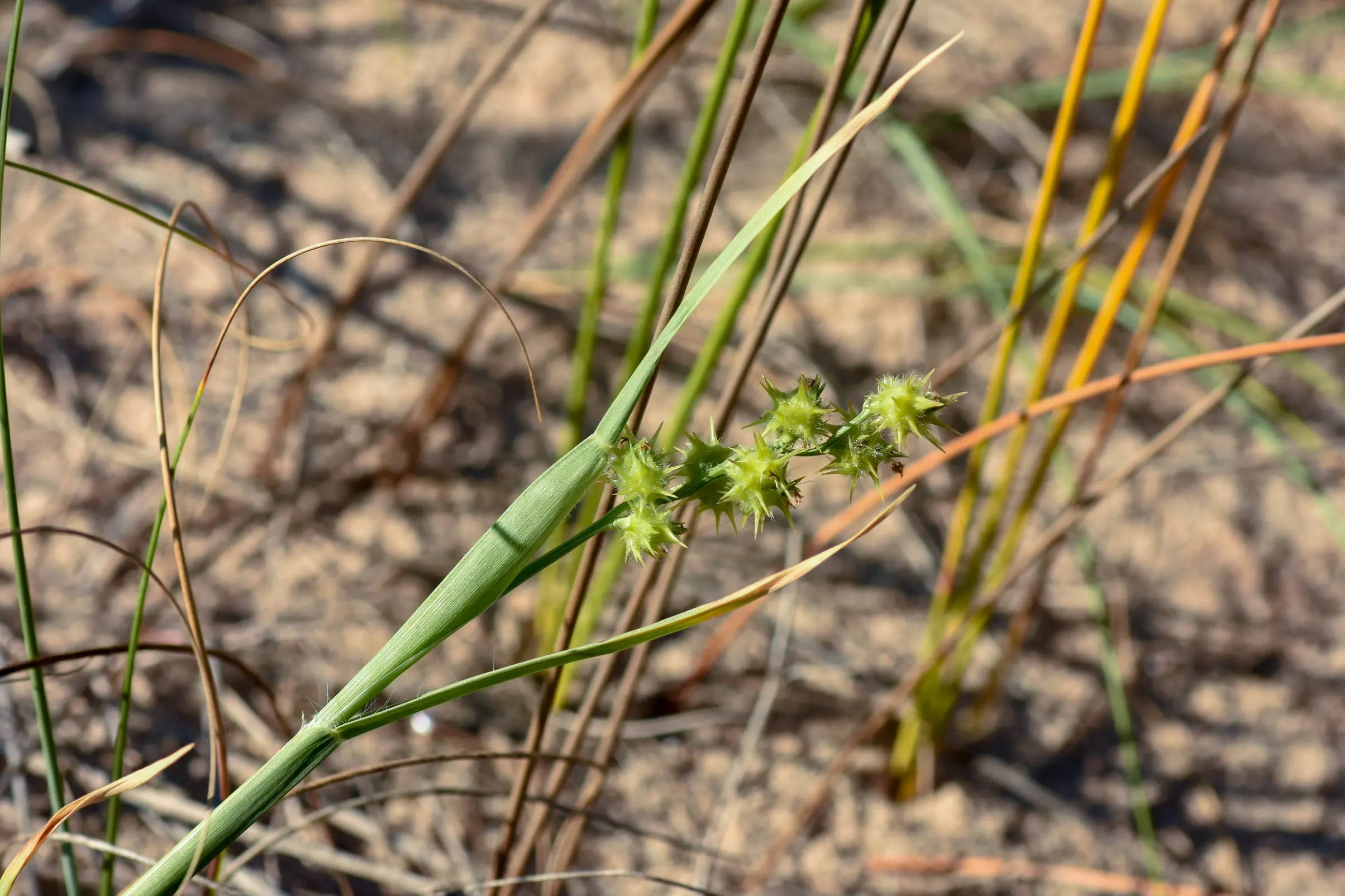Cenchrus spinifex Cav.