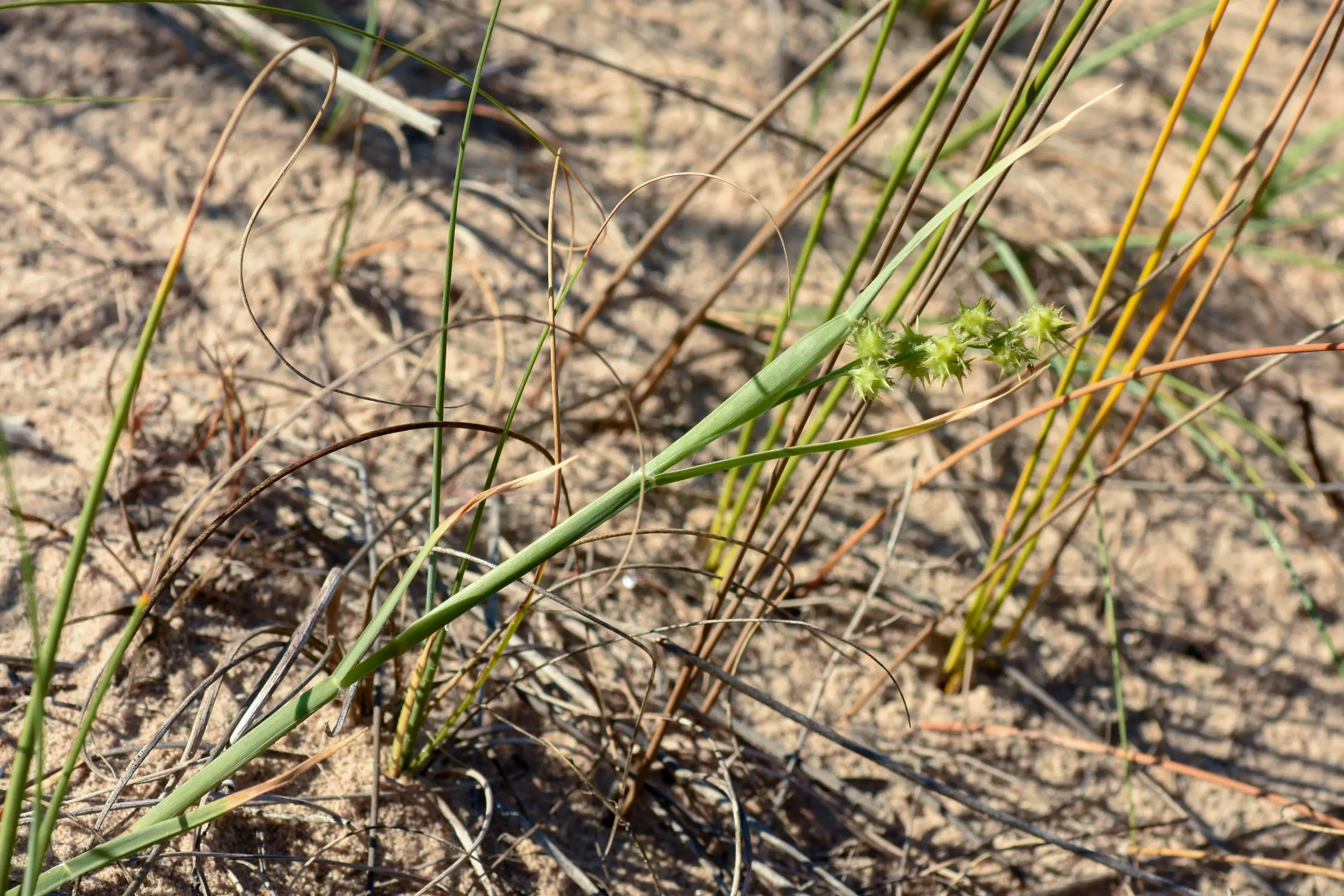 Cenchrus spinifex Cav.