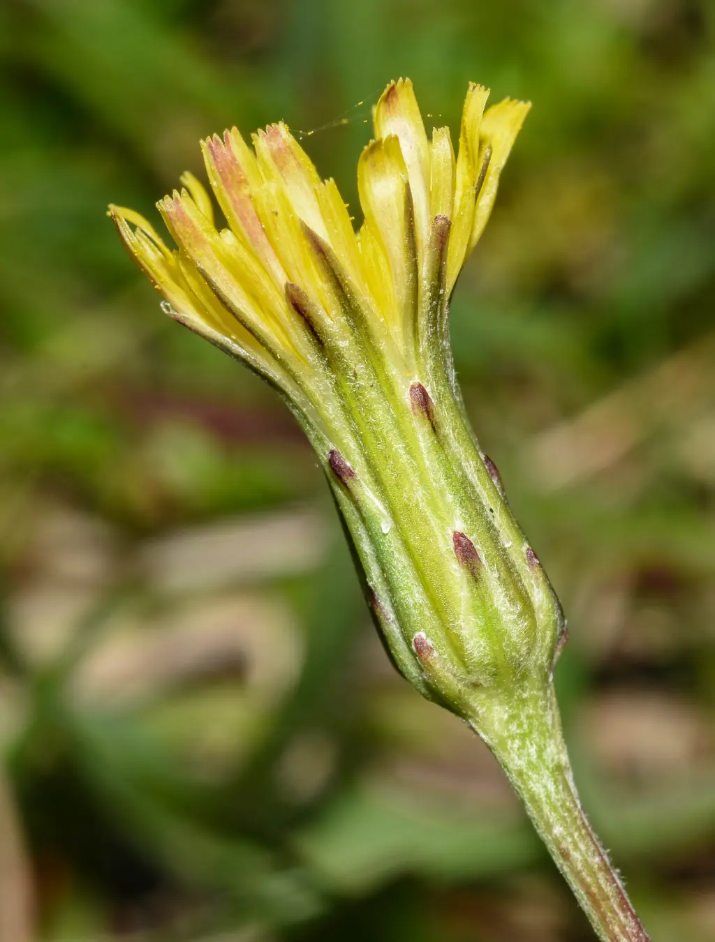 Hypochaeris petiolaris (Hook. & Arn.) Griseb.