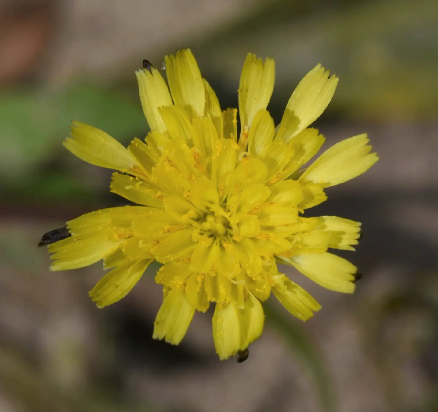 Hypochaeris petiolaris (Hook. & Arn.) Griseb.