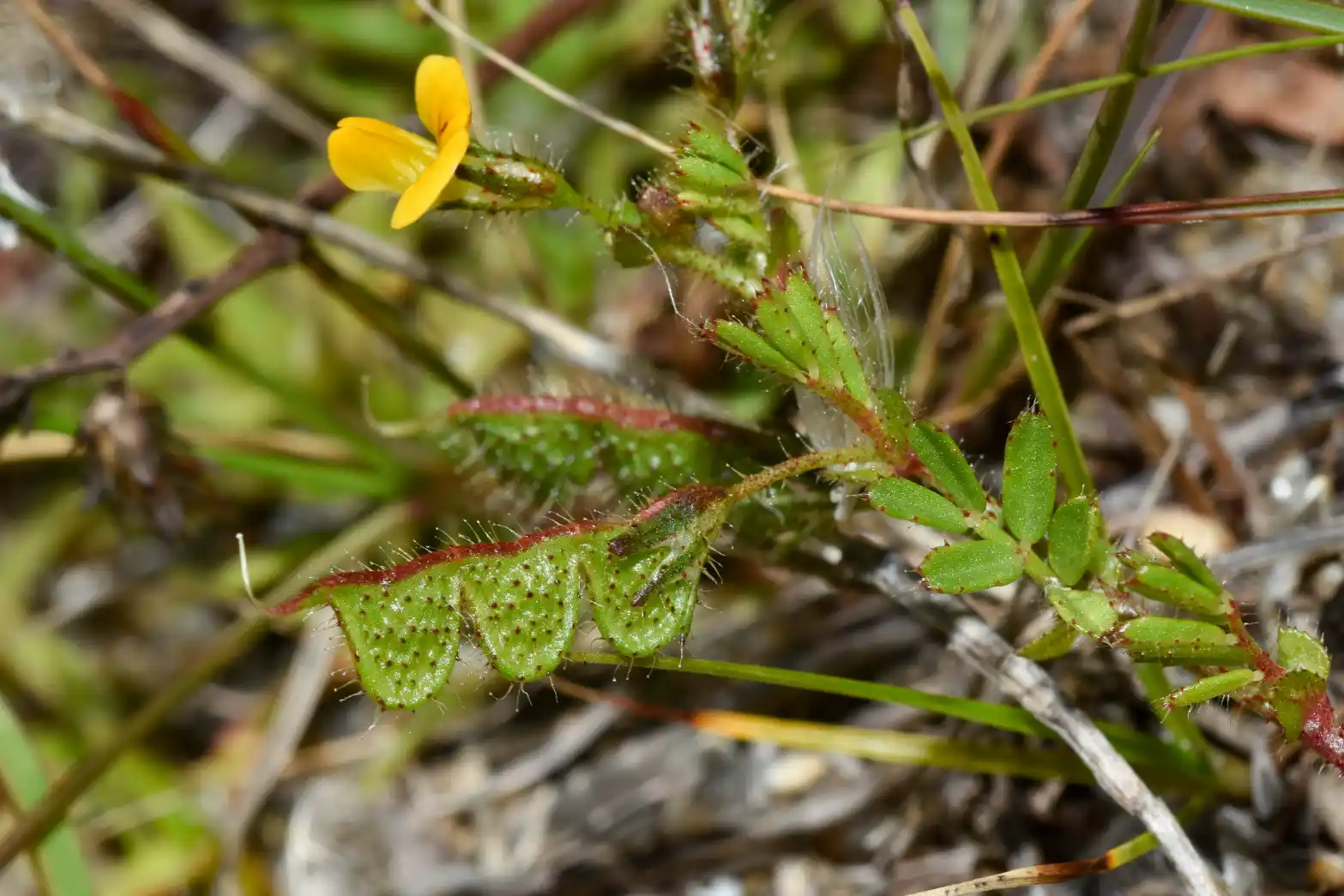 Adesmia securigerifolia Herter