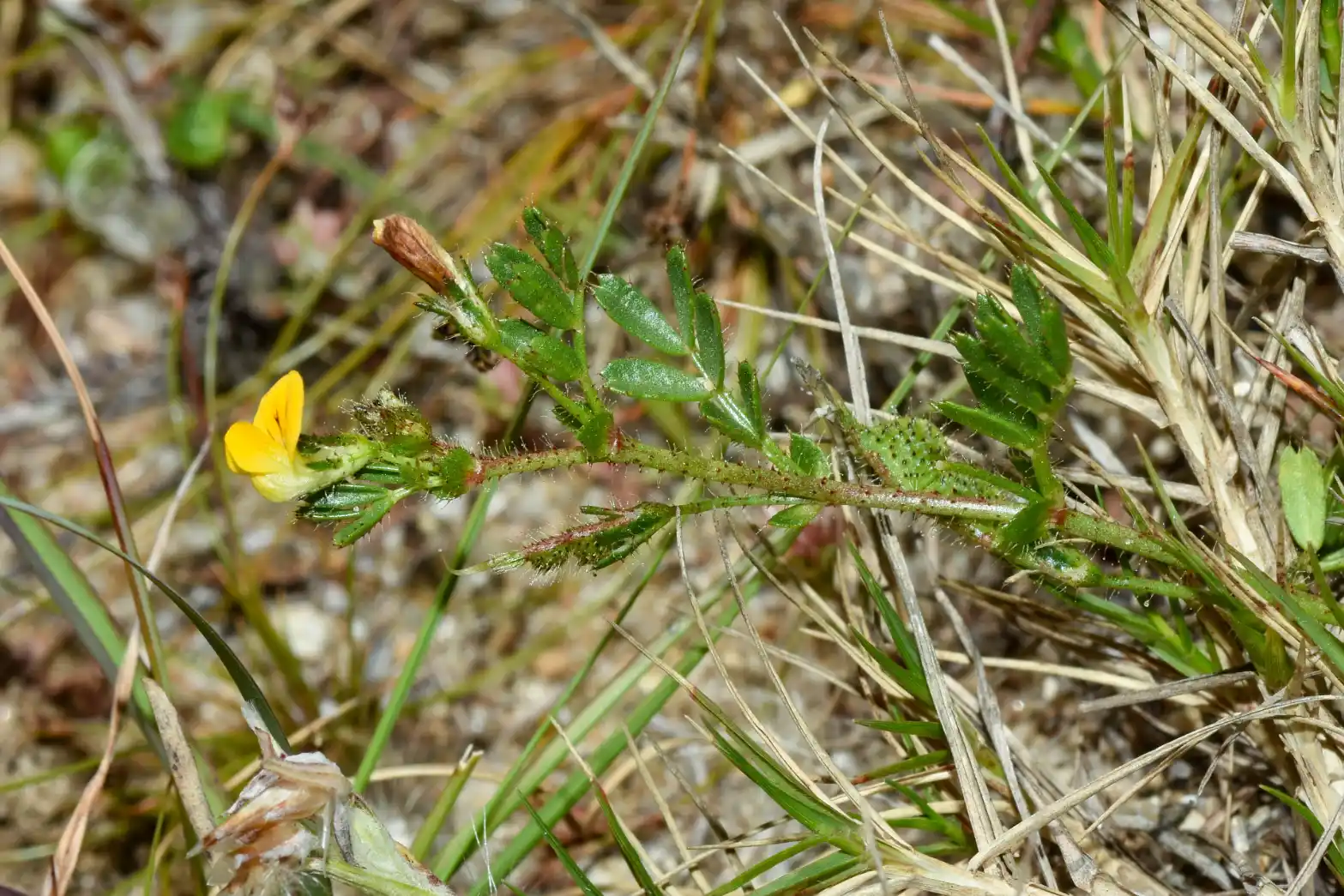 Adesmia securigerifolia Herter