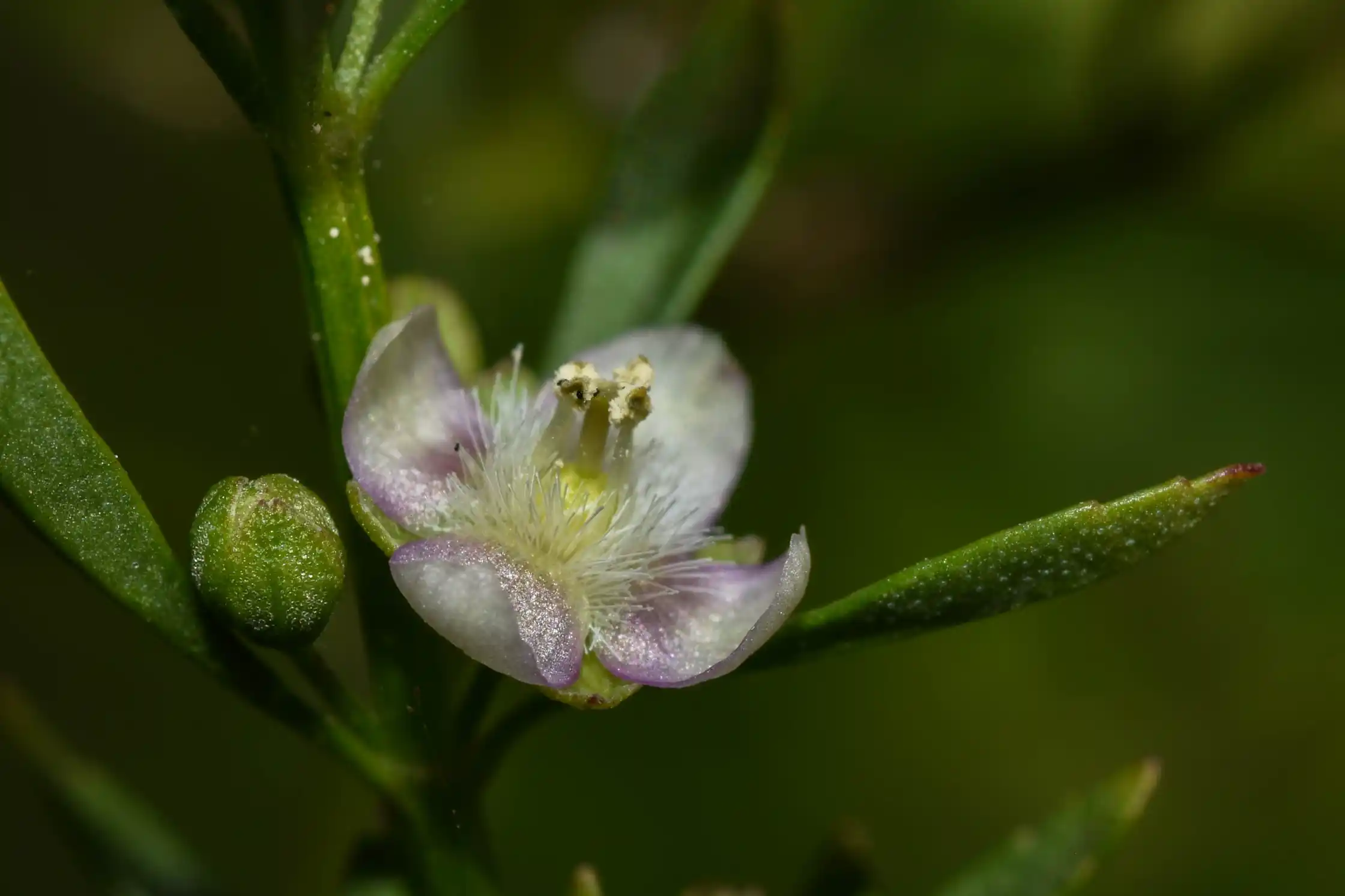 Scoparia dulcis L.