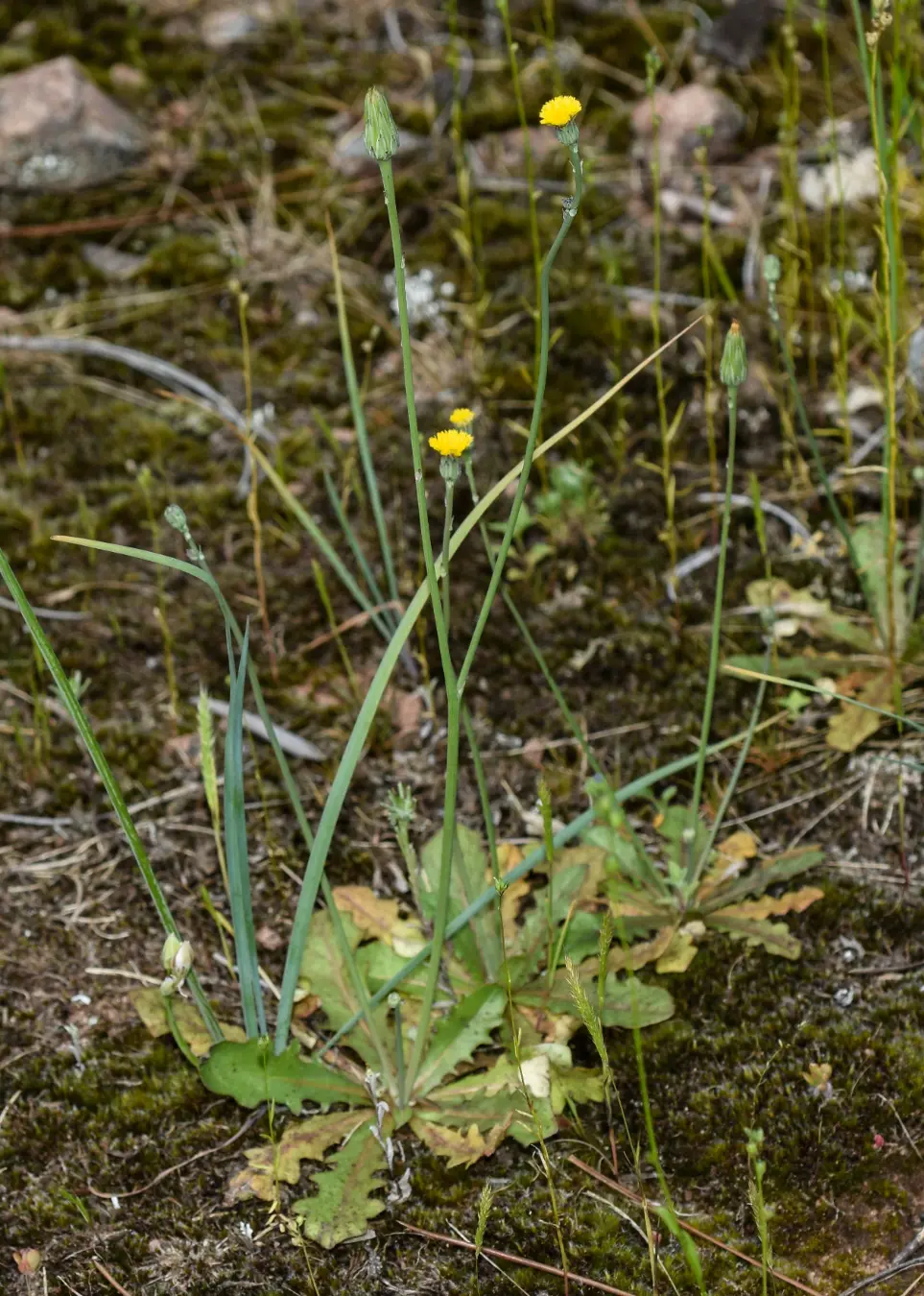 Hypochaeris glabra L.