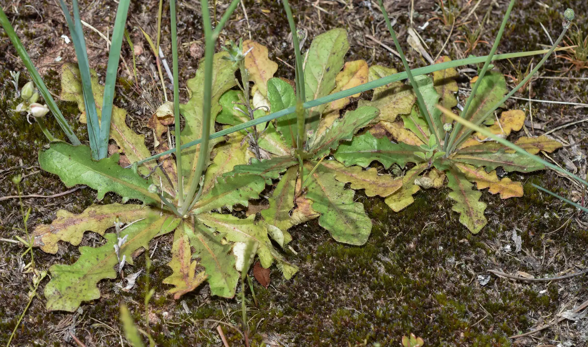 Hypochaeris glabra L.