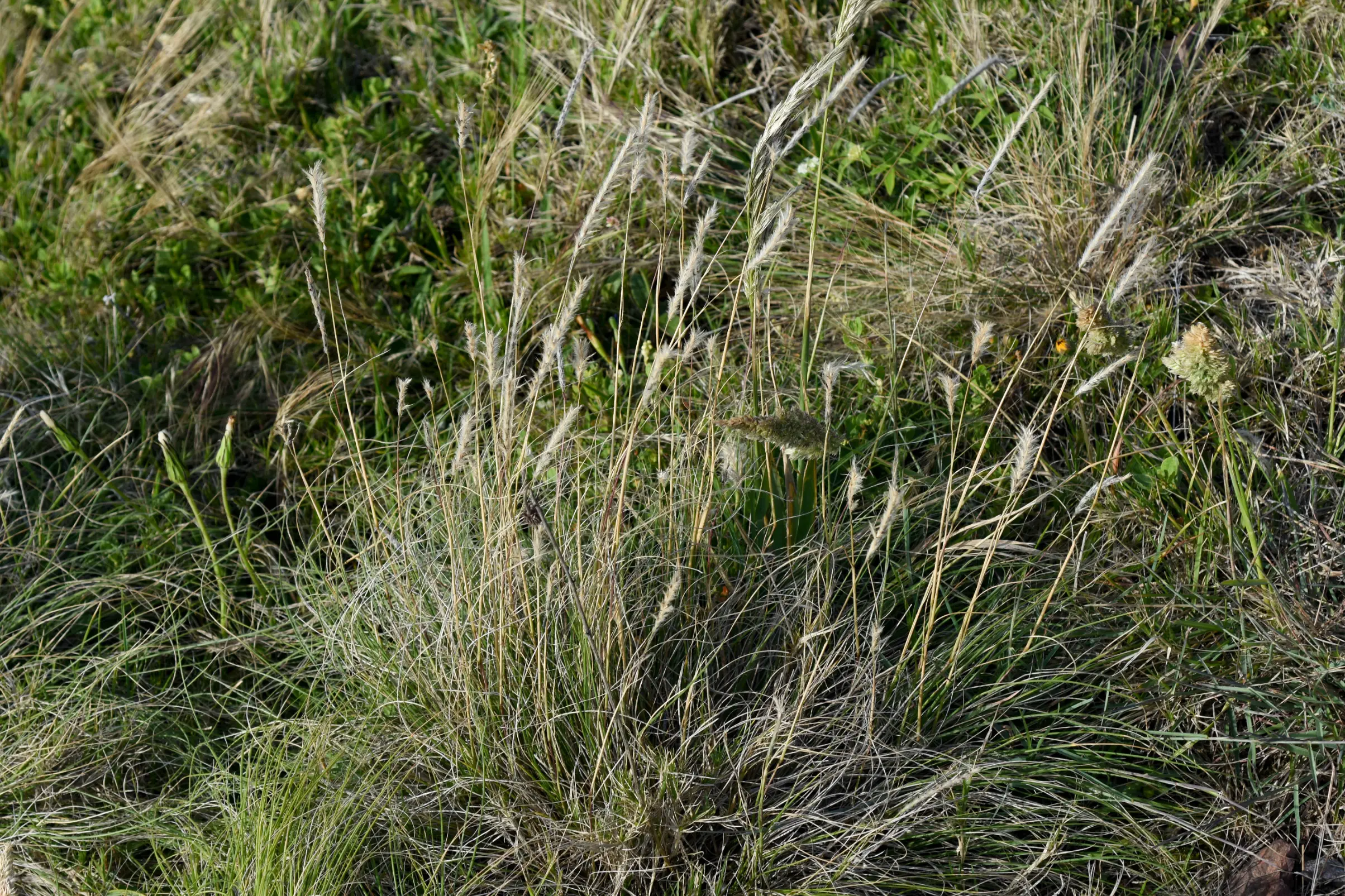 Elionurus muticus (Spreng.) Kuntze