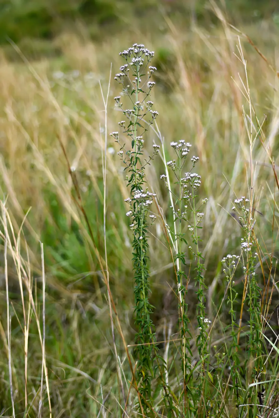 Chromolaena ivifolia (L.) R.M.King & H.Rob.