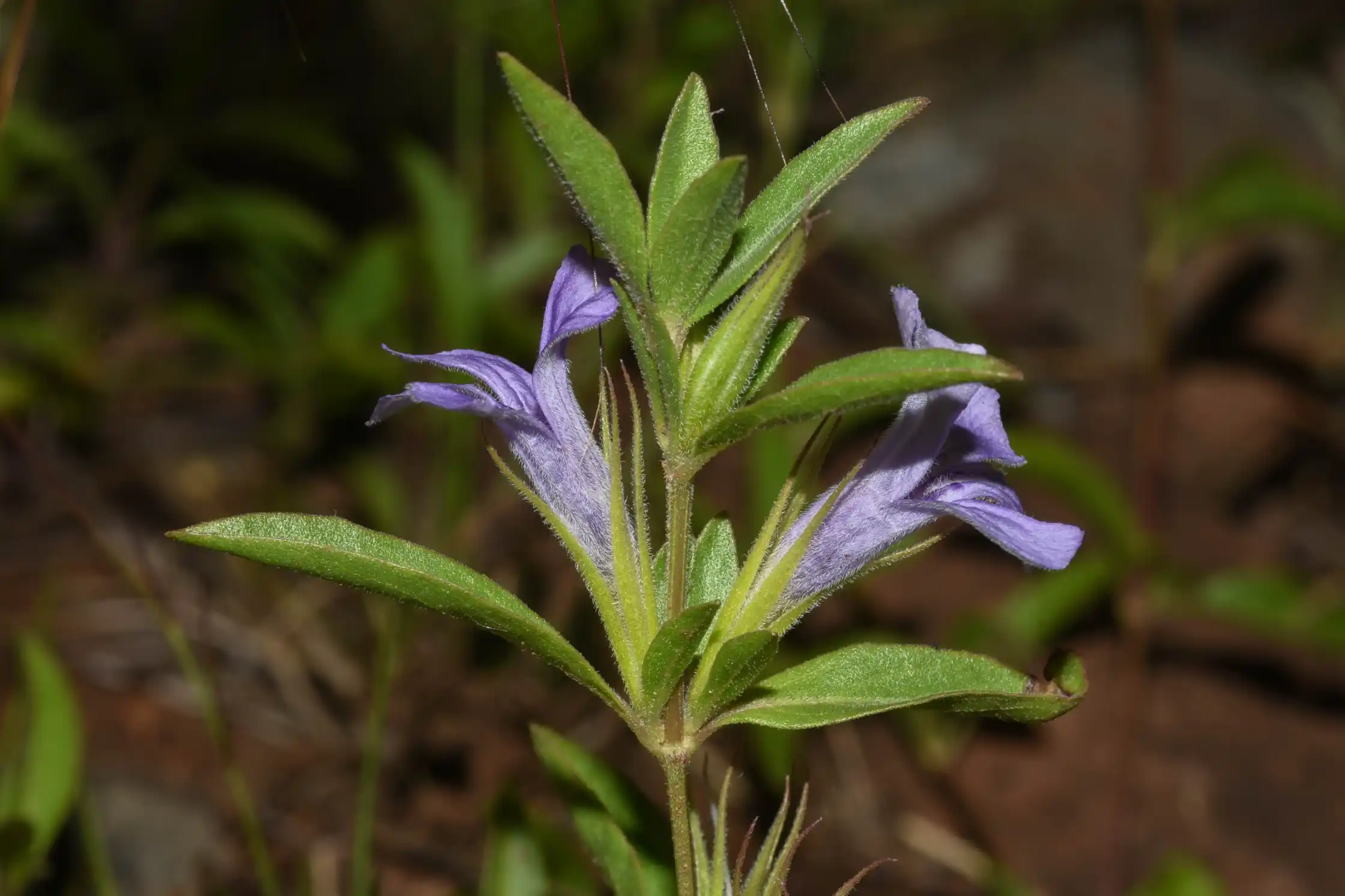 Dyschoriste humilis (Nees) Lindau
