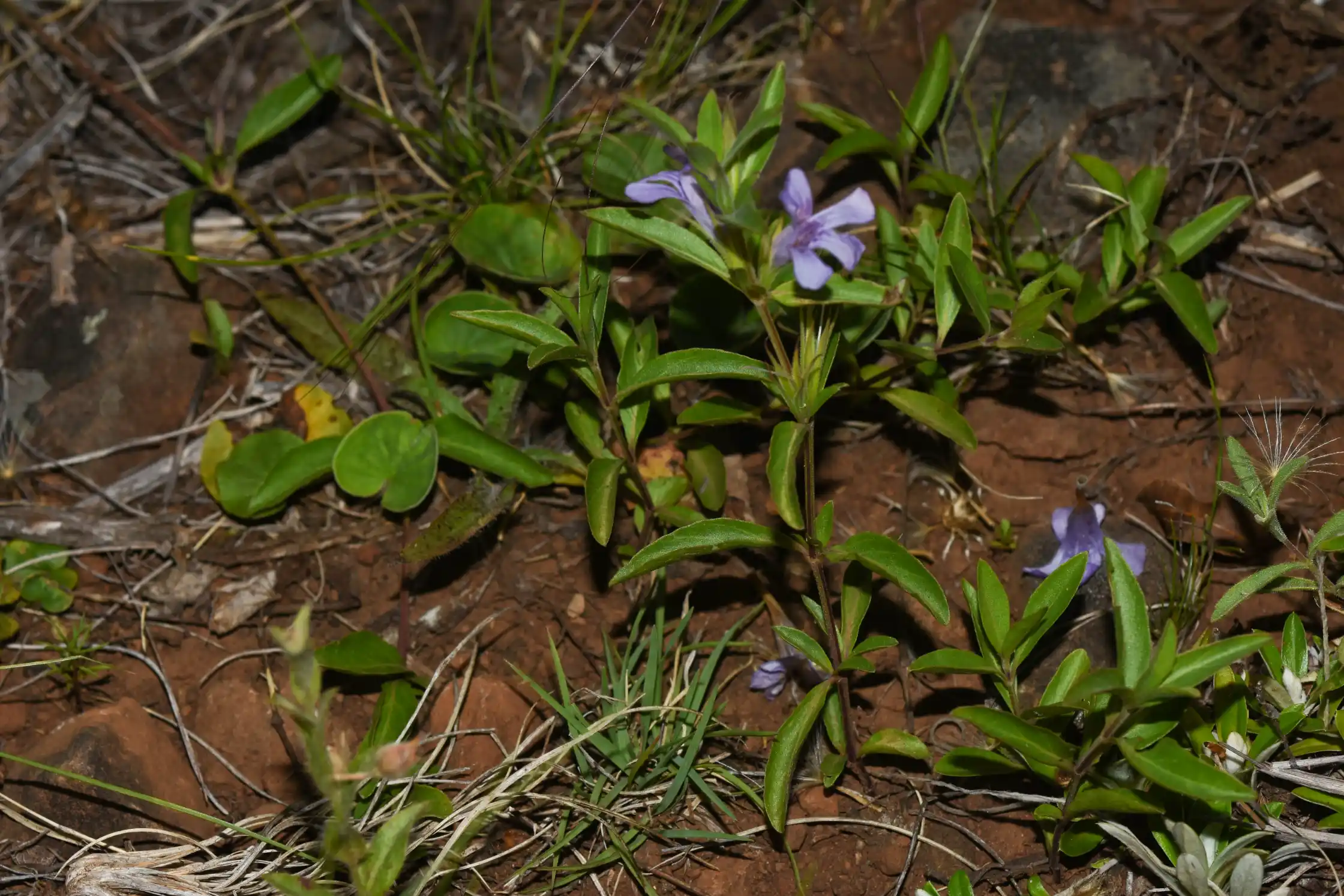 Dyschoriste humilis (Nees) Lindau