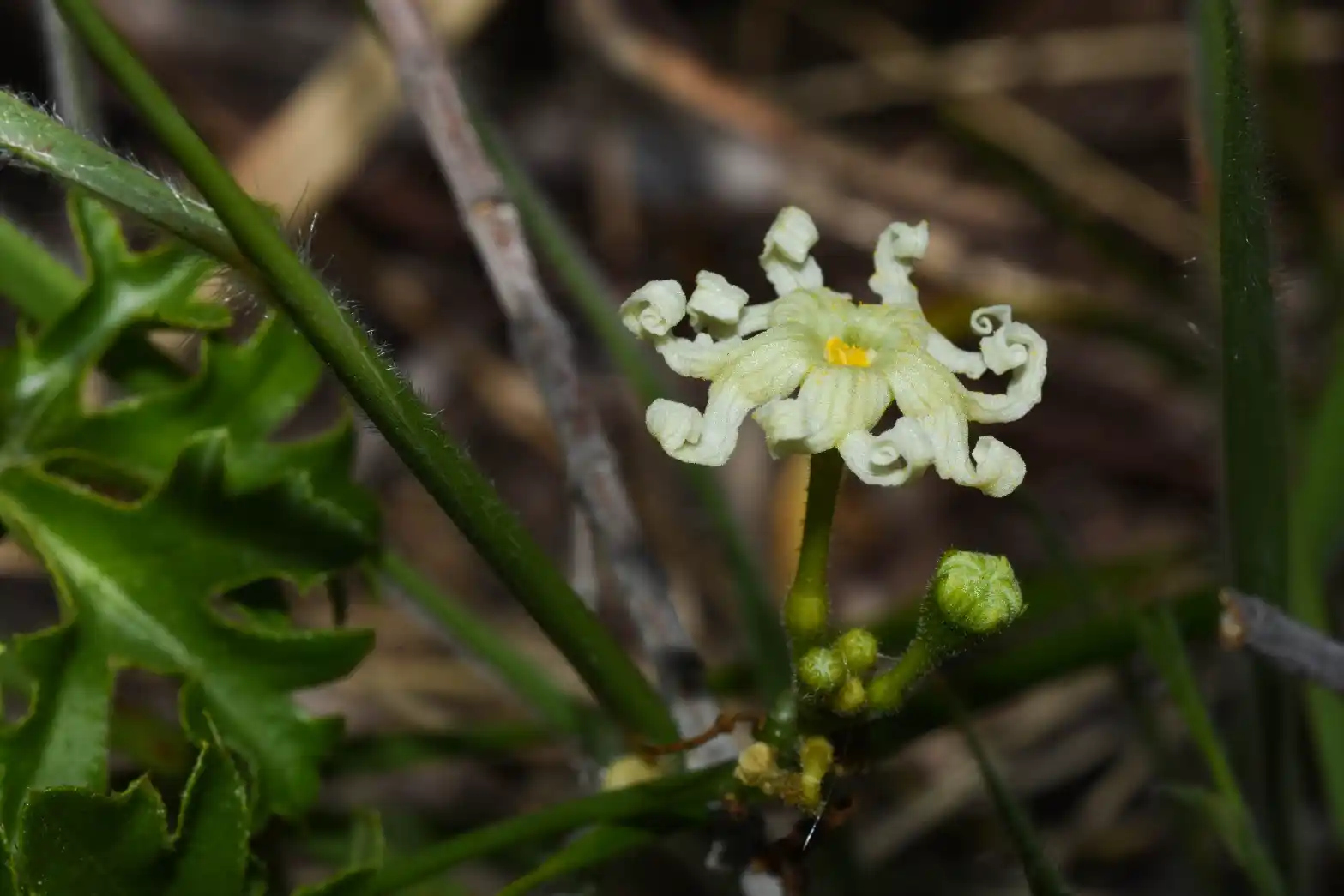 Ceratosanthes multiloba Cogn.