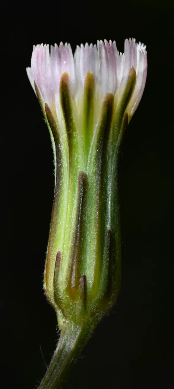 Hypochaeris albiflora (Kuntze) Azevêdo-Gonç. & Matzenb.