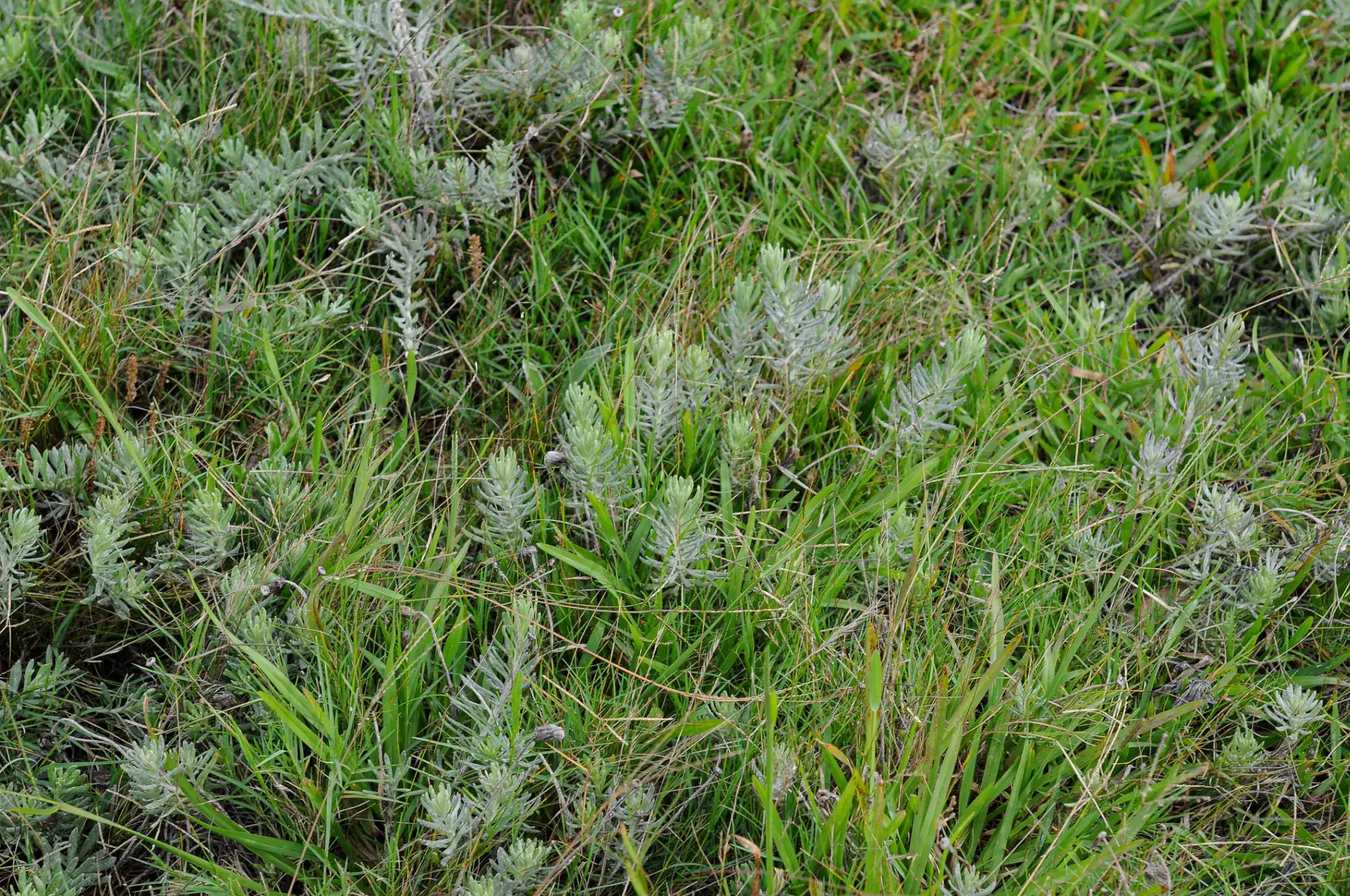 Senecio ceratophylloides Griseb.