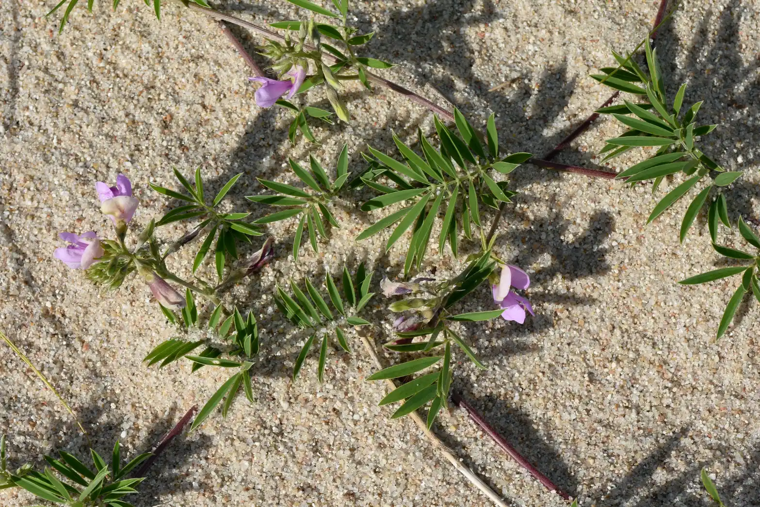 Tephrosia cinerea (L.) Pers.