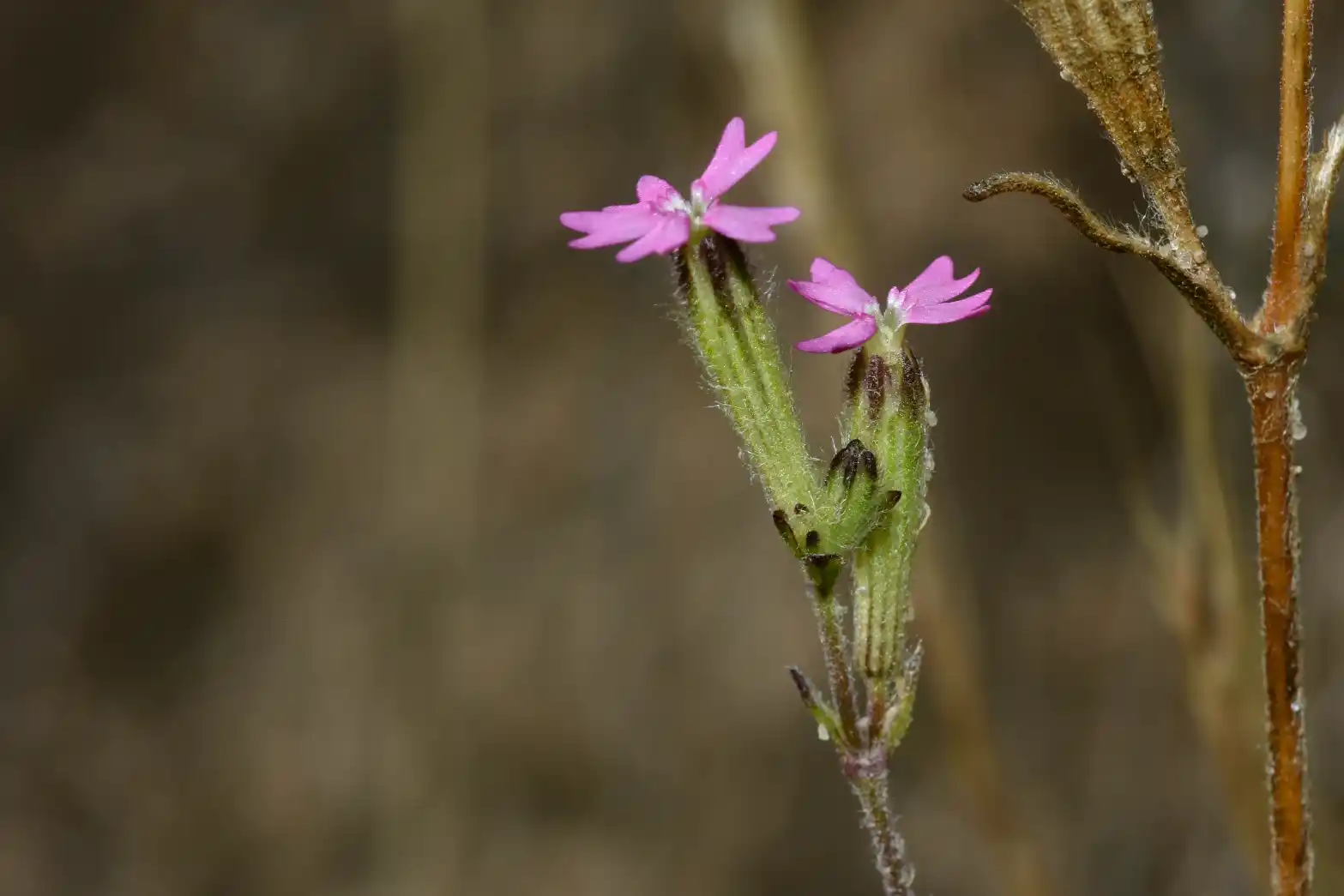 Silene micropetala Lag.