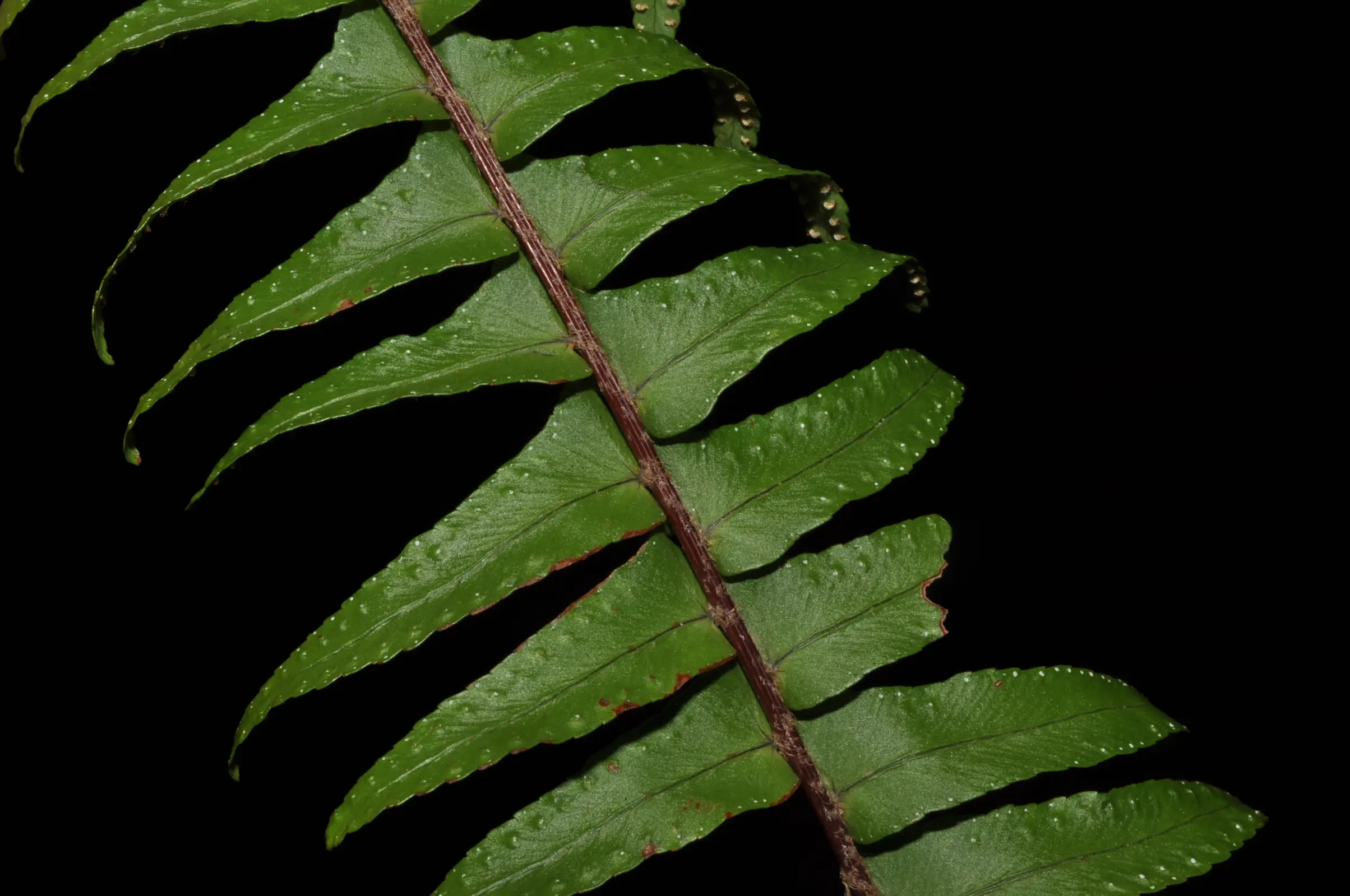 Nephrolepis cordifolia (L.) C.Presl