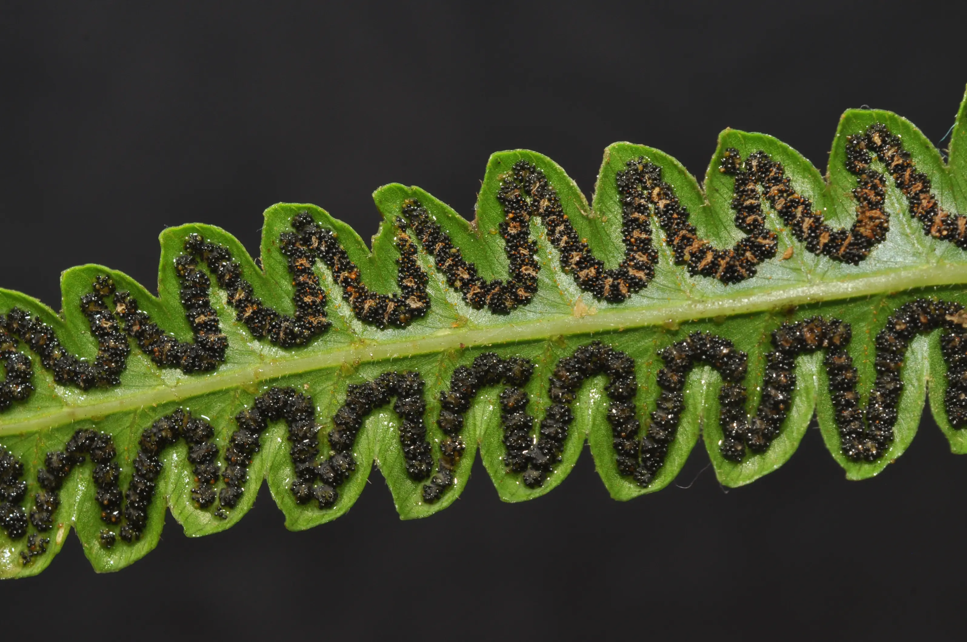 Cyclosorus interruptus (Willd.) H.Ito
