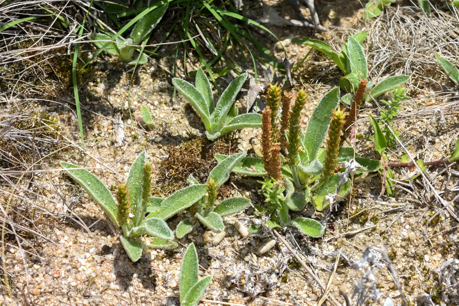 Plantago tomentosa Lam.