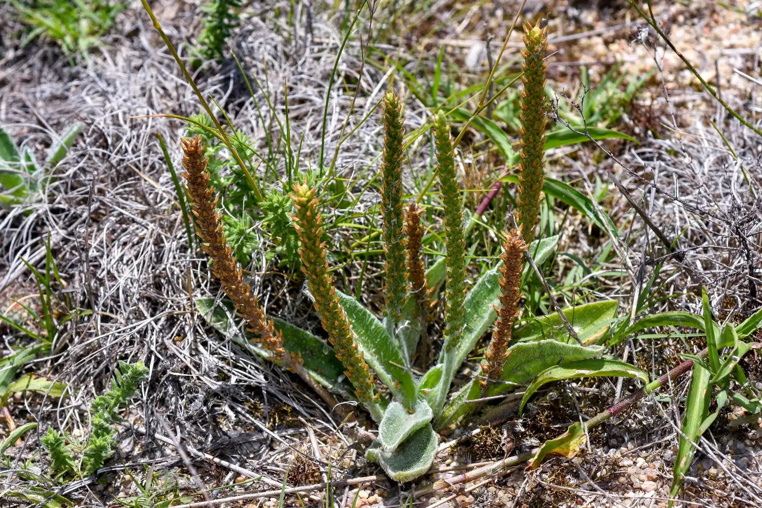 Plantago tomentosa Lam.