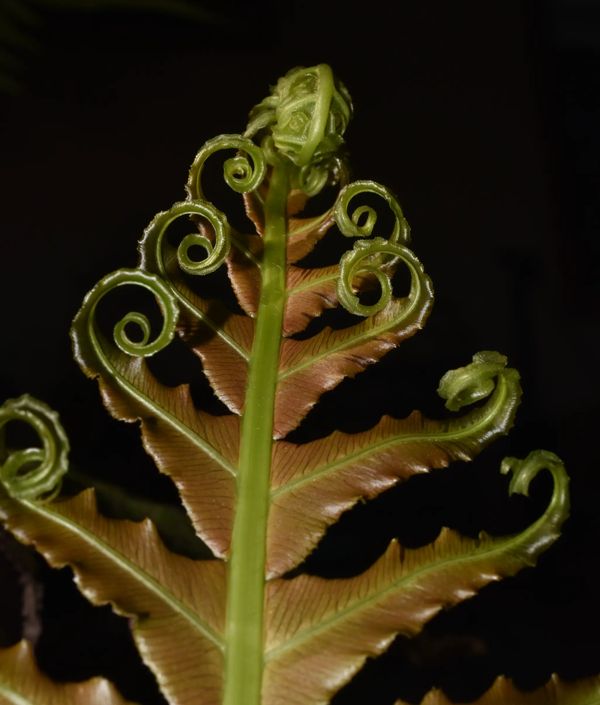 Neoblechnum brasiliense (Desv.) Gasper & V.A.O.Dittrich