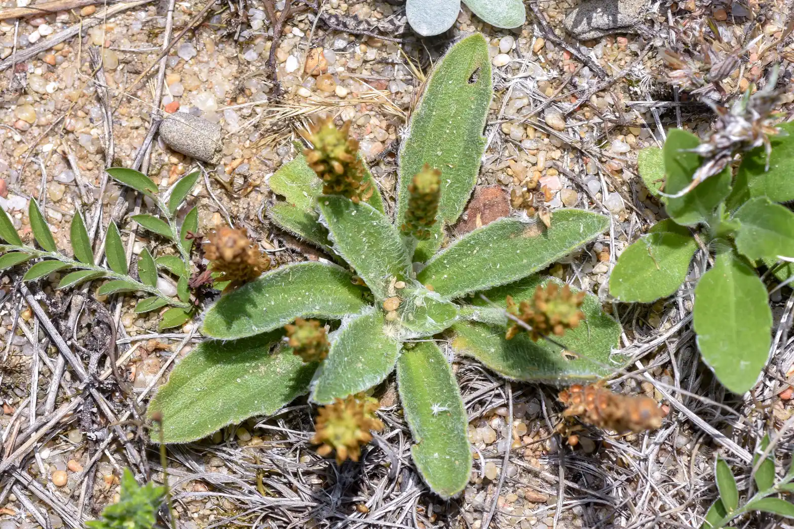 Plantago tomentosa Lam.
