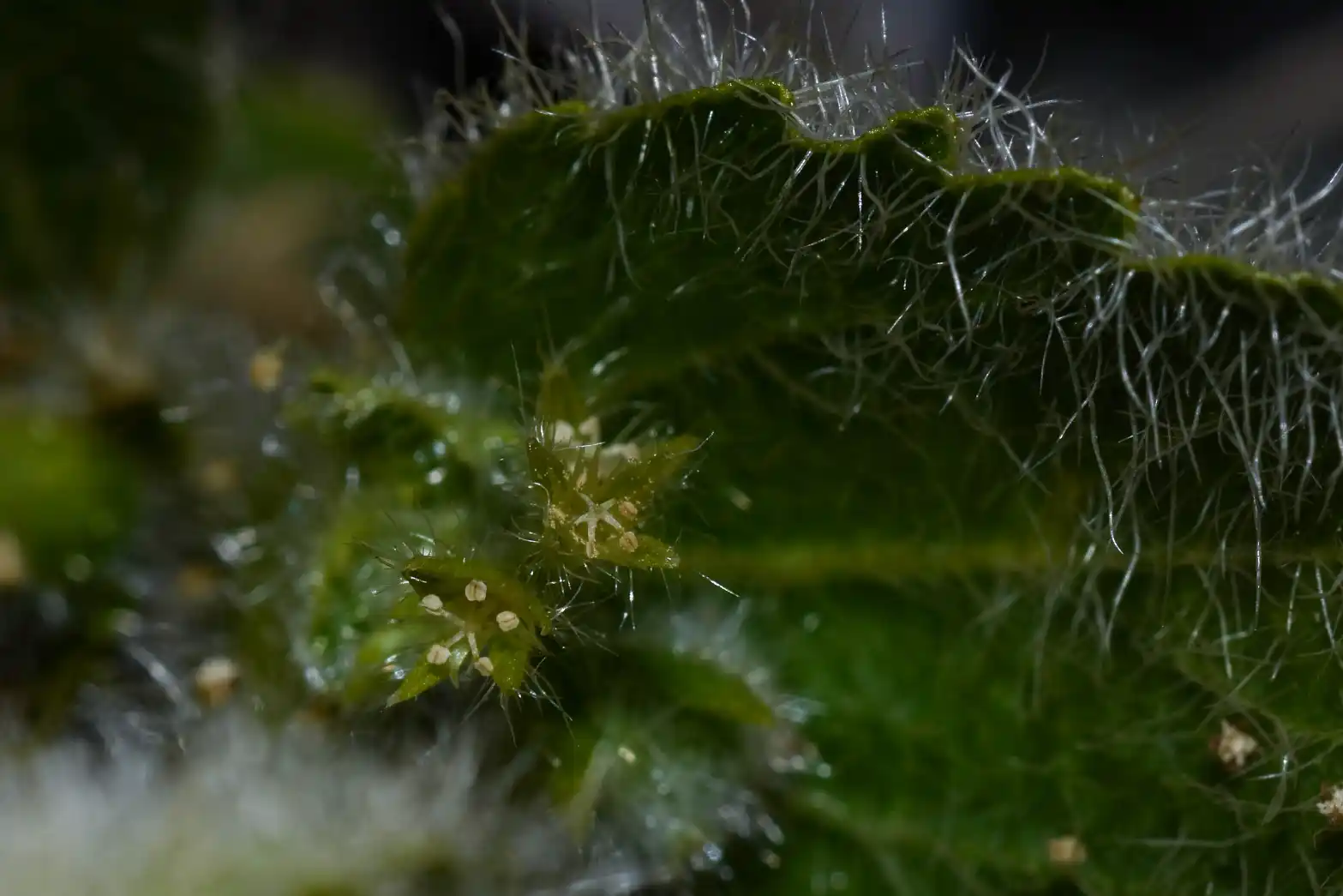 Chiropetalum foliosum (Müll.Arg.) Pax & K.Hoffm.