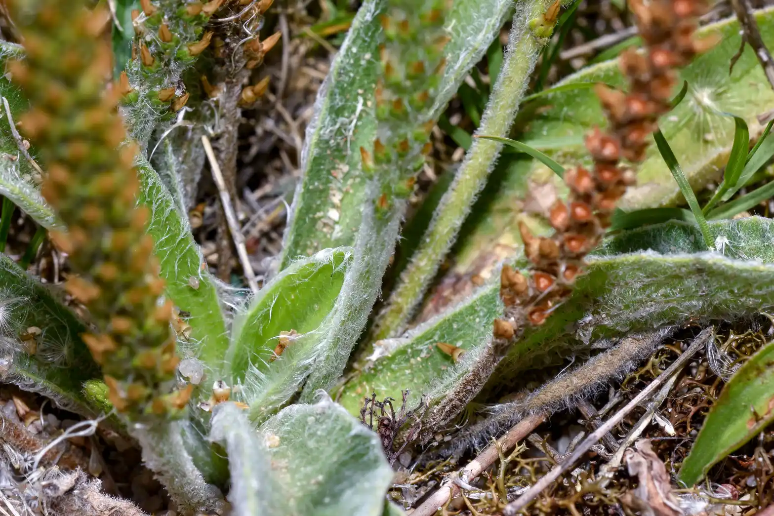 Plantago tomentosa Lam.