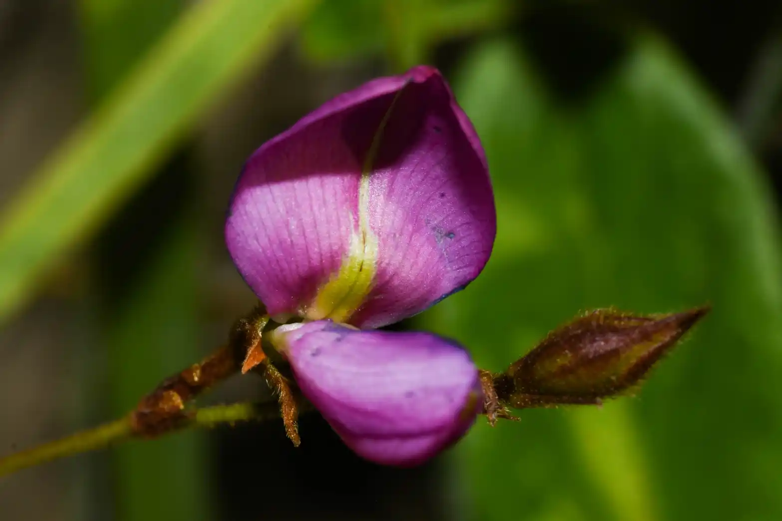 Nanogalactia pretiosa (Burkart) L.P.Queiroz