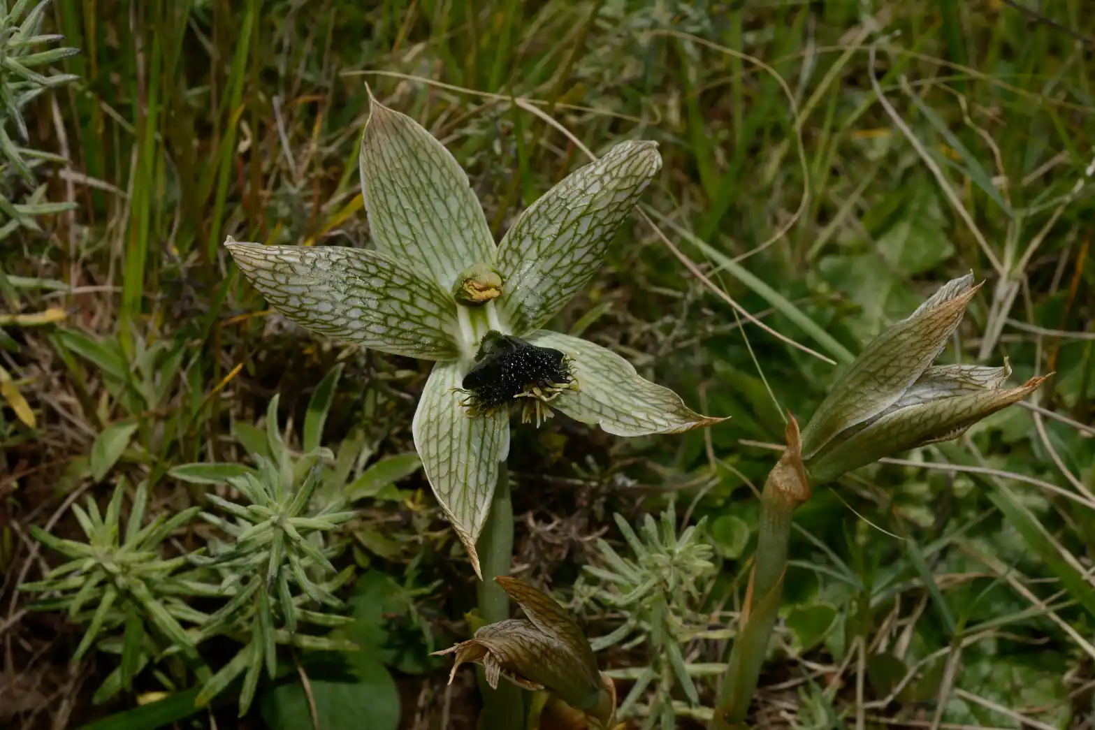 Bipinnula penicillata (Rchb.f.) Cisternas & Salazar