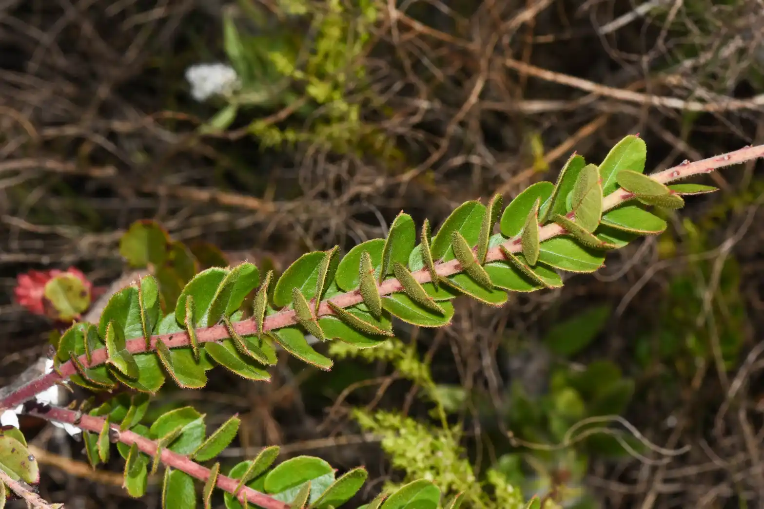 Agarista chlorantha (Cham.) G.Don