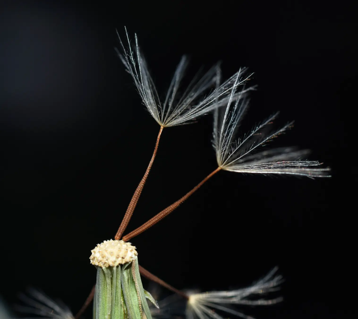 Hypochaeris albiflora (Kuntze) Azevêdo-Gonç. & Matzenb.