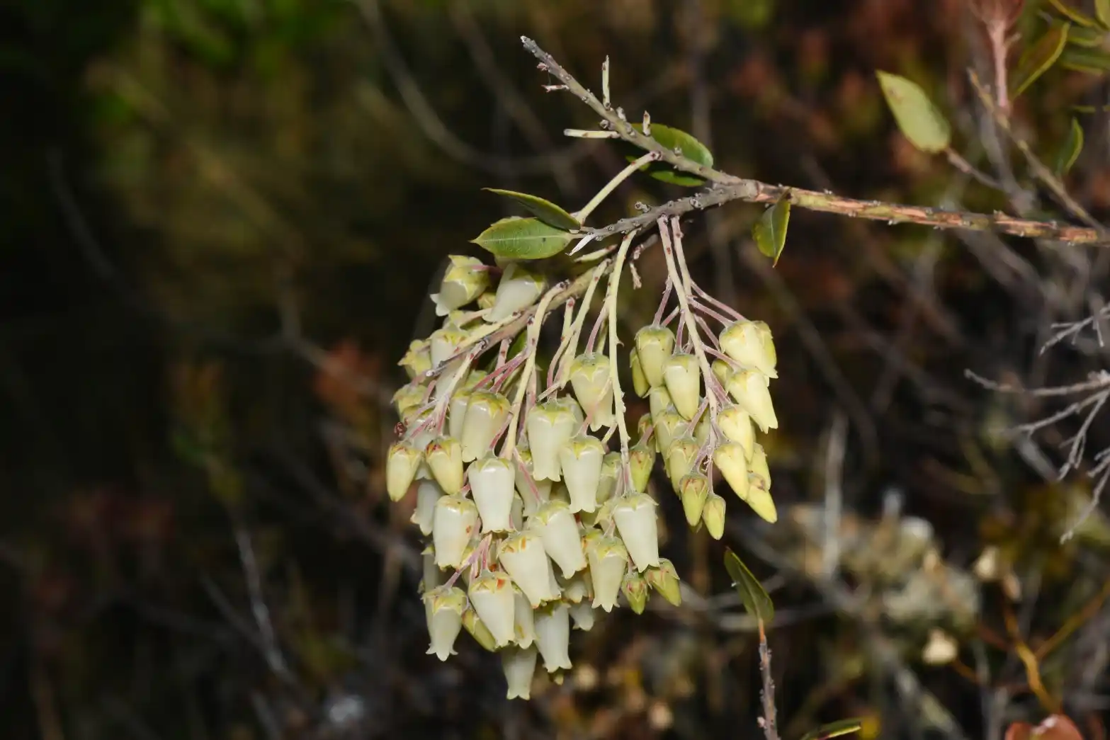 Agarista chlorantha (Cham.) G.Don