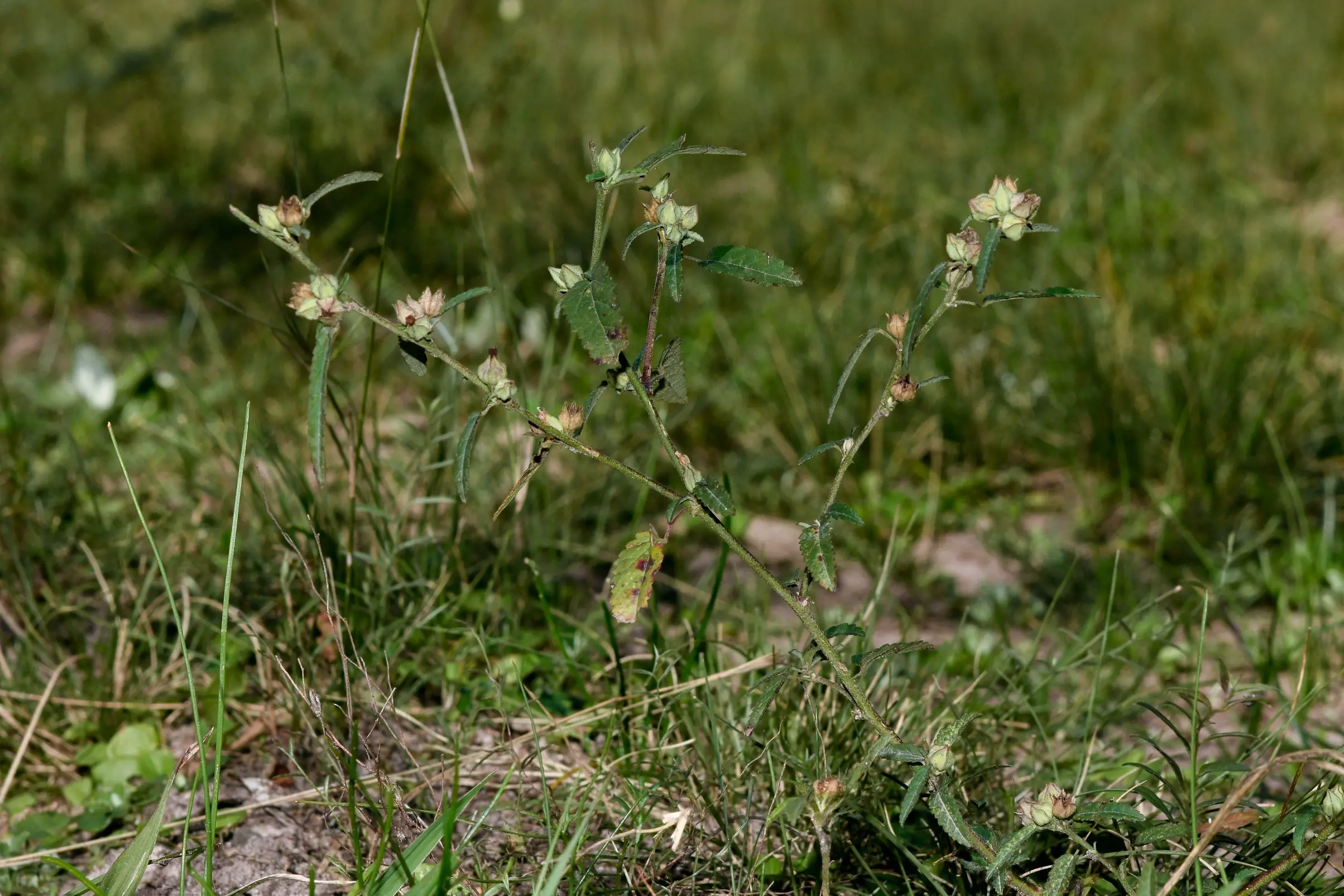 Sida spinosa L.