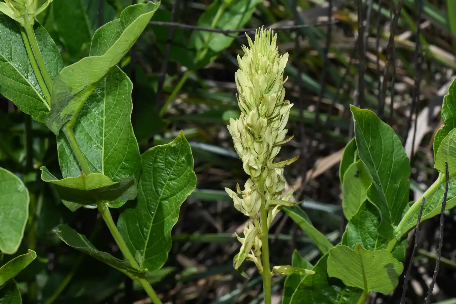 Mandevilla emarginata (Vell.) C.Ezcurra