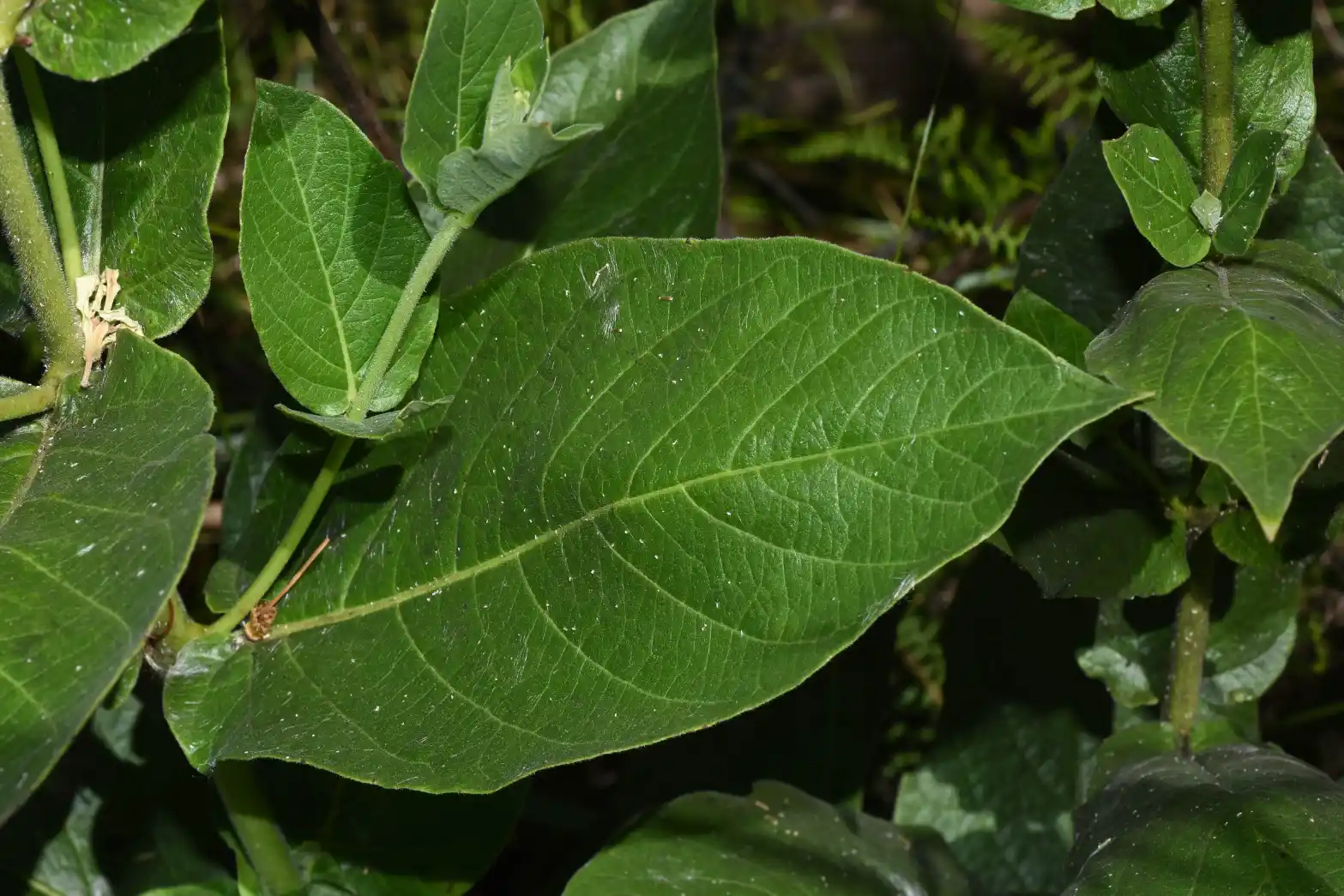 Mandevilla emarginata (Vell.) C.Ezcurra