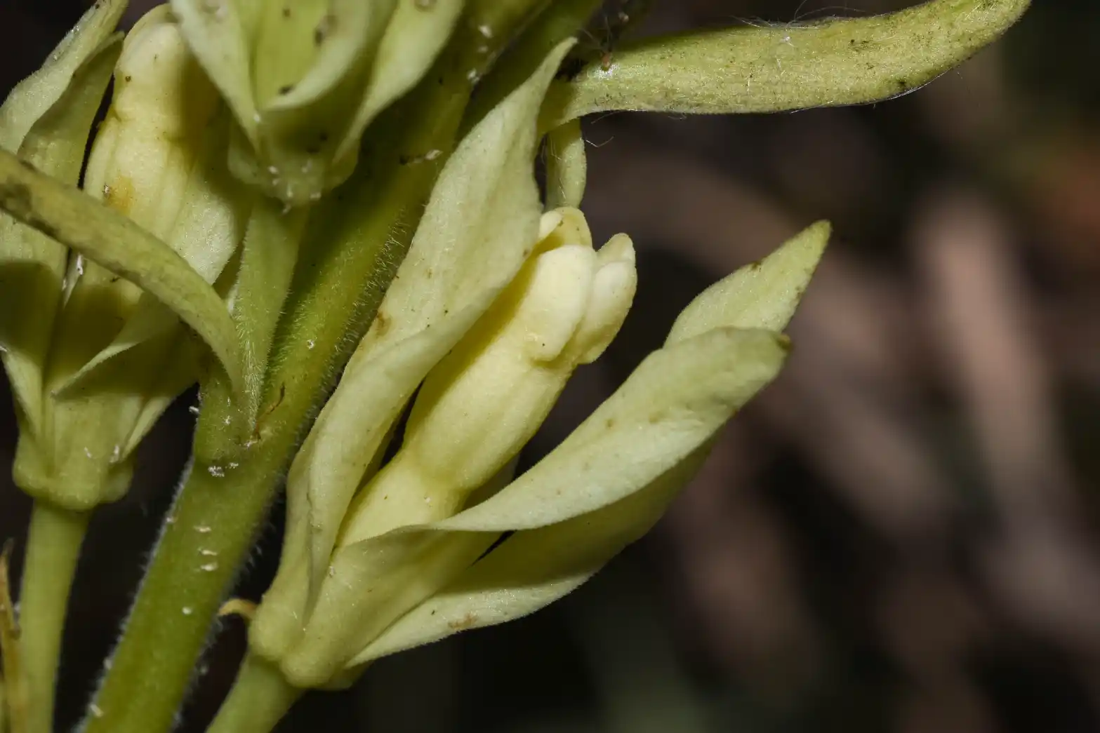 Mandevilla emarginata (Vell.) C.Ezcurra