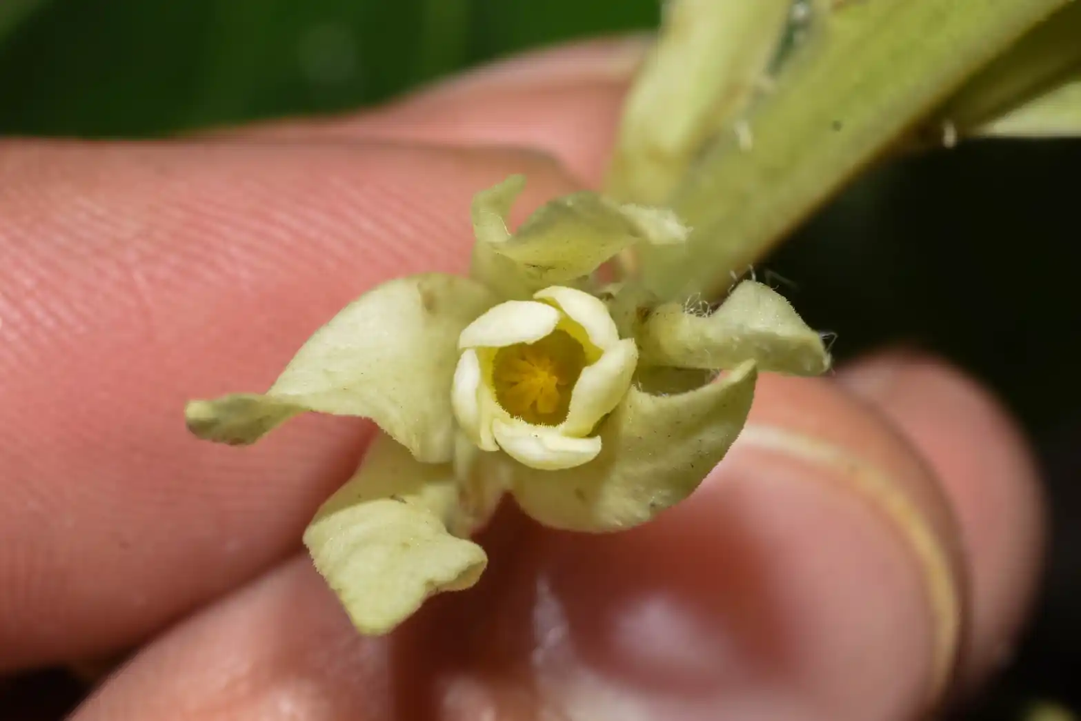 Mandevilla emarginata (Vell.) C.Ezcurra