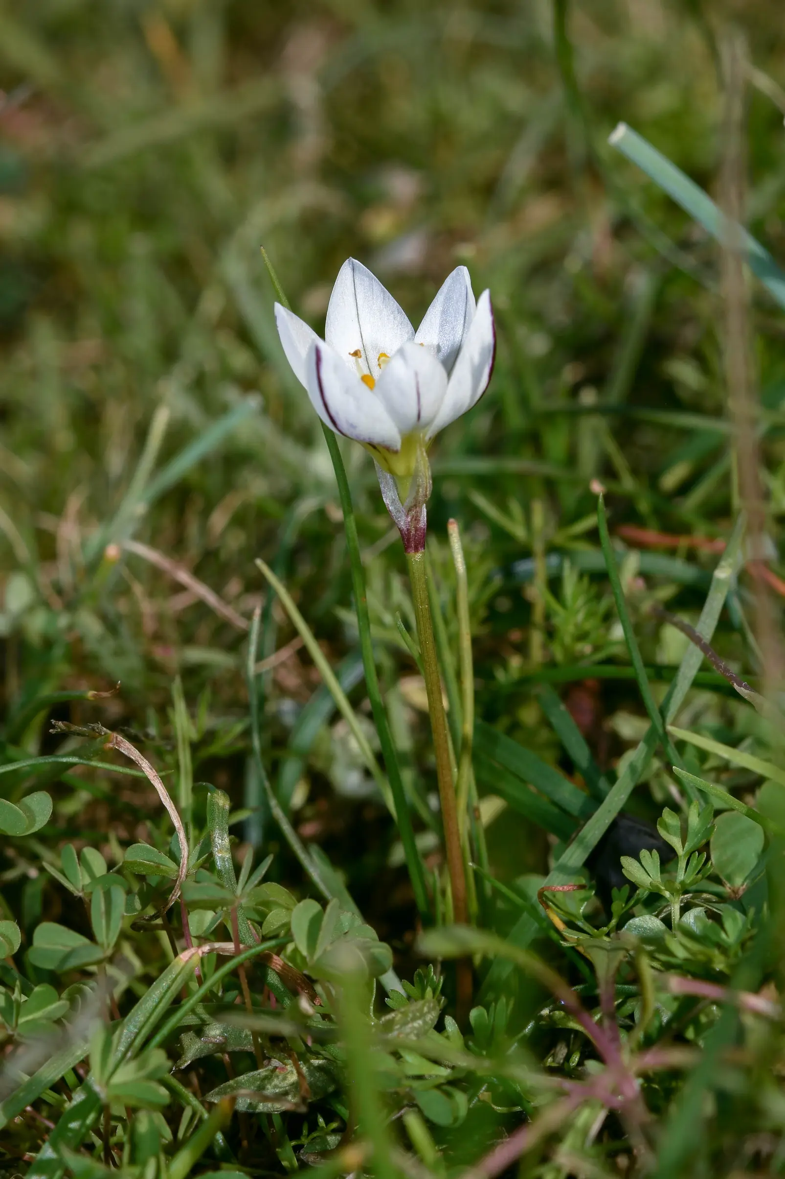 Nothoscordum vittatum (Griseb.) Ravenna