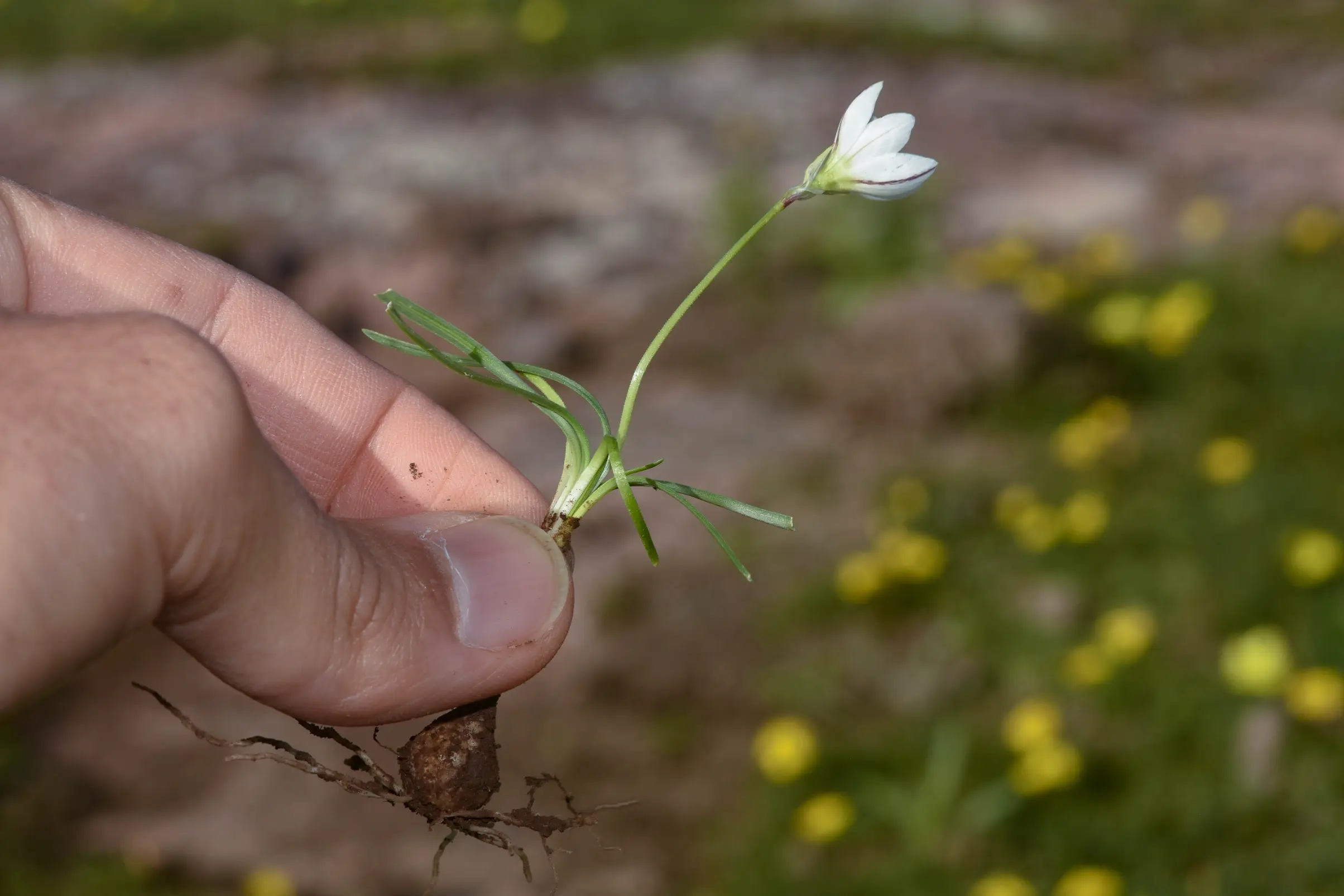 Nothoscordum vittatum (Griseb.) Ravenna