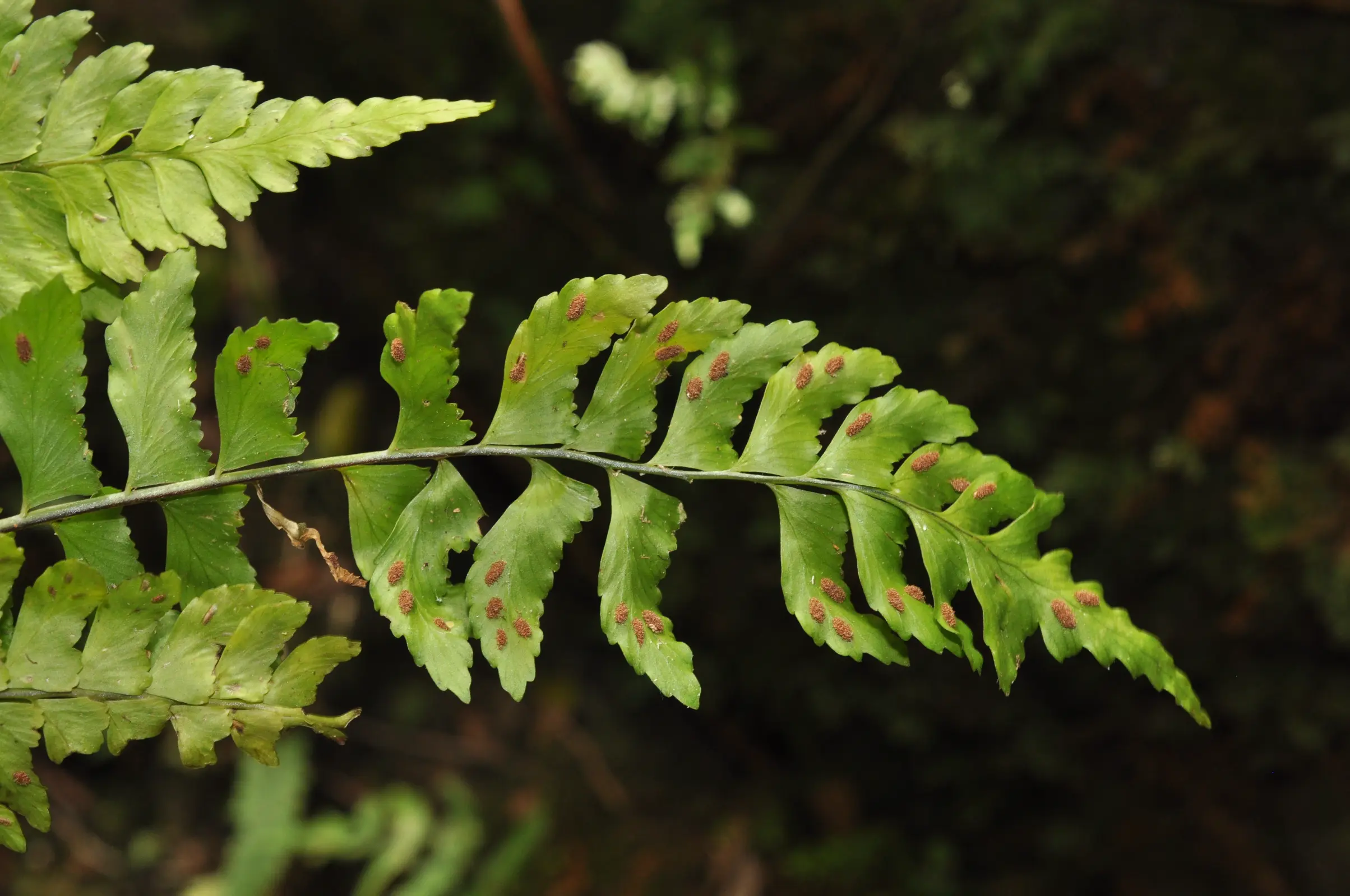 Asplenium abscissum Willd.