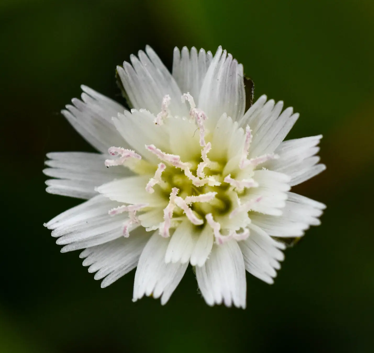 Hypochaeris albiflora (Kuntze) Azevêdo-Gonç. & Matzenb.