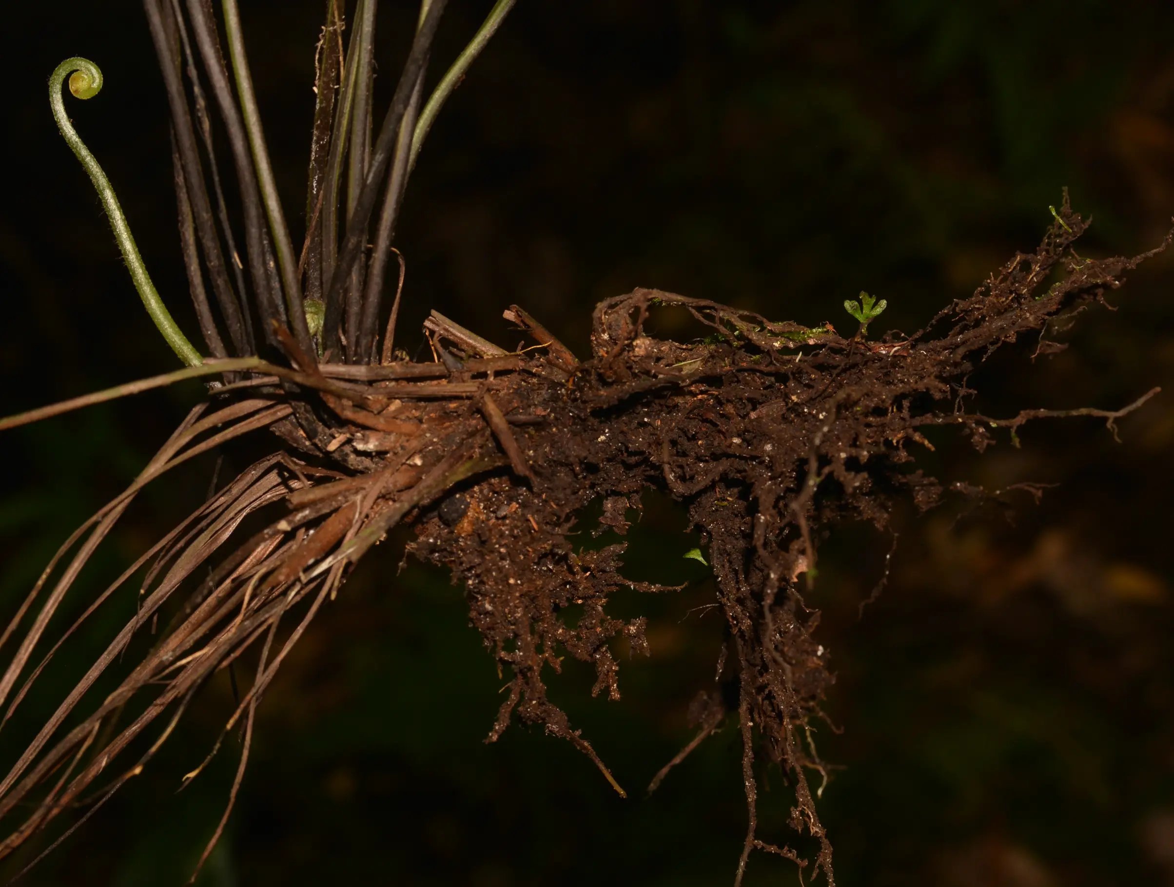 Asplenium abscissum Willd.