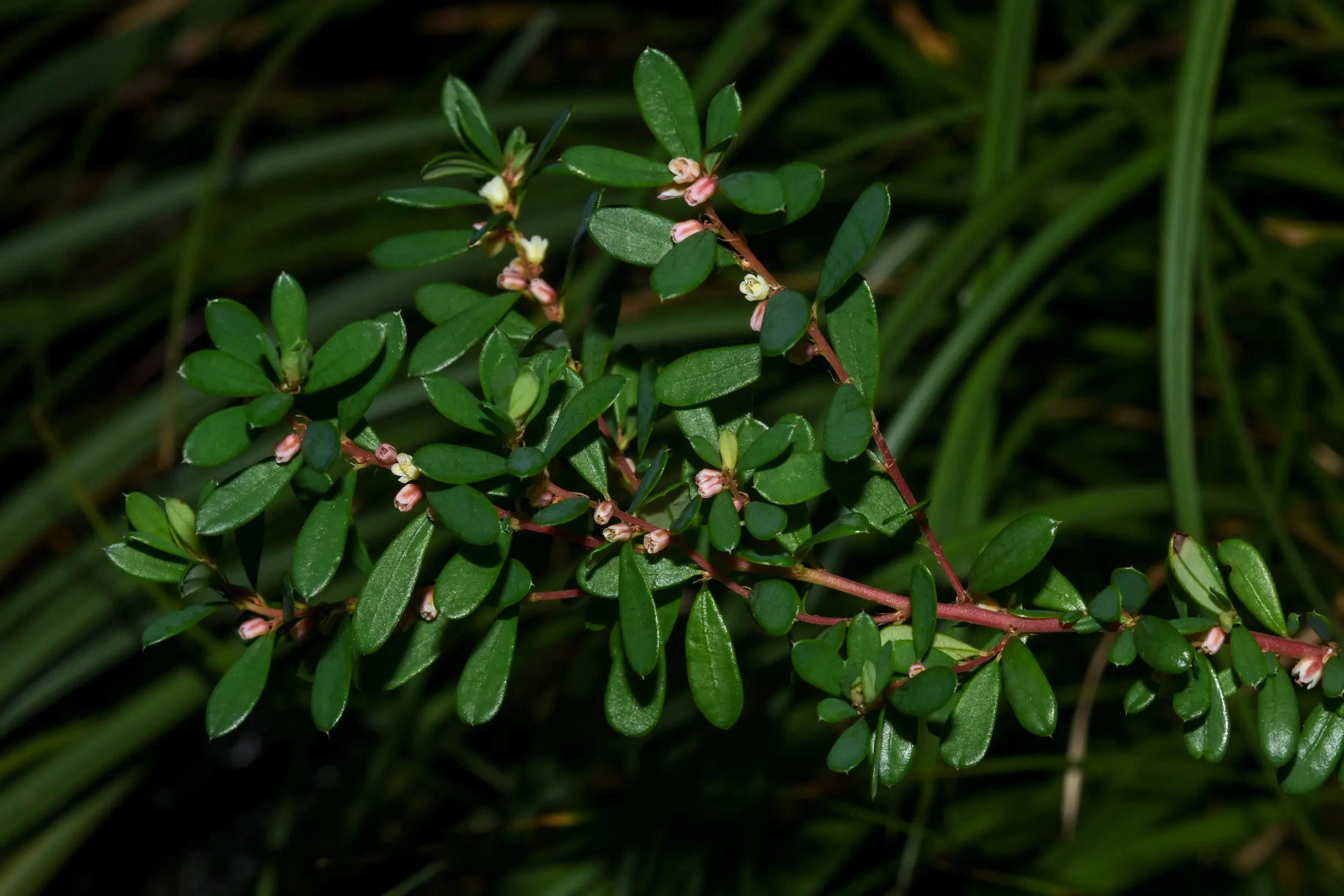 Phyllanthus ramillosus Müll.Arg.
