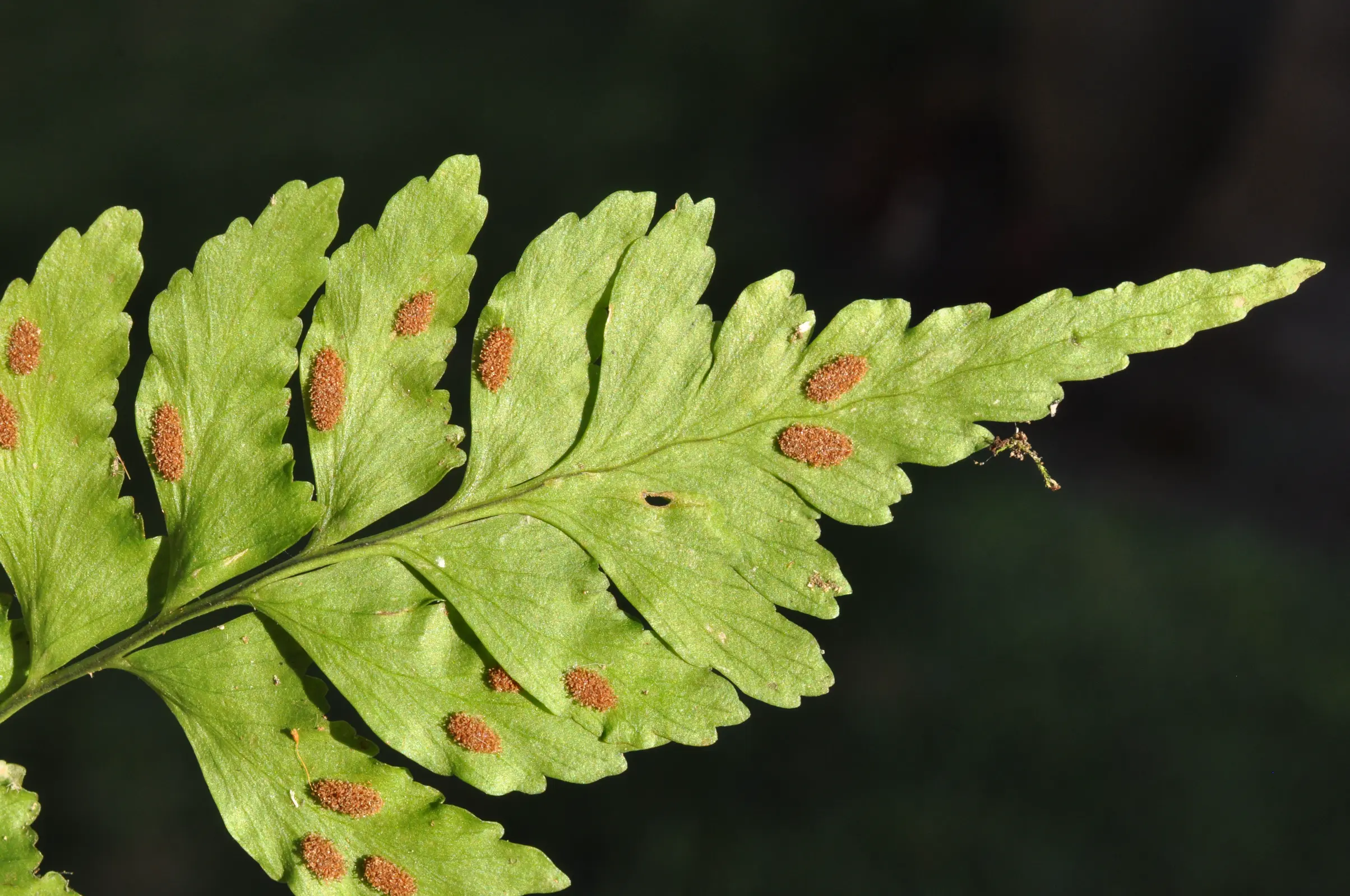 Asplenium abscissum Willd.