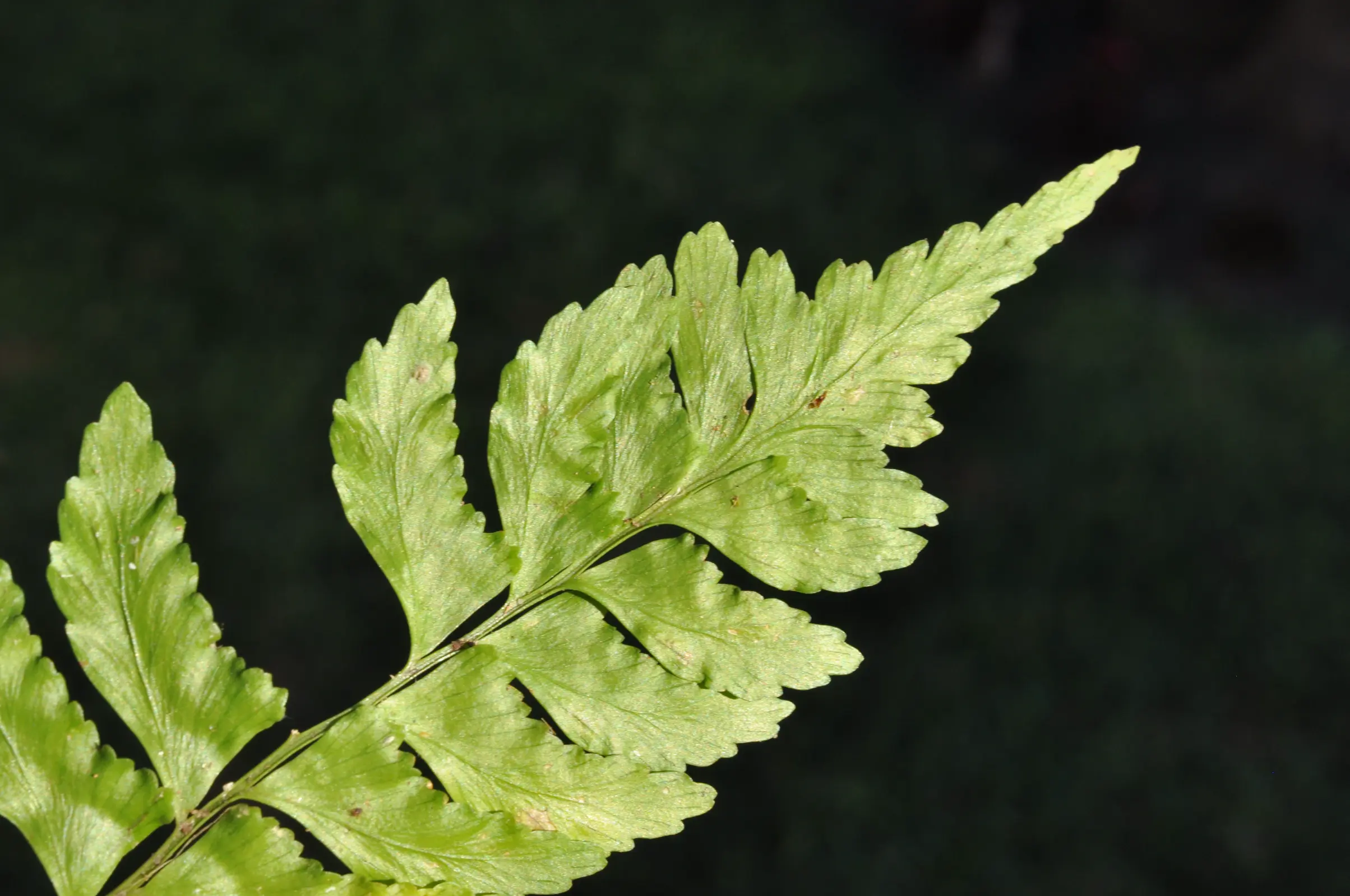 Asplenium abscissum Willd.