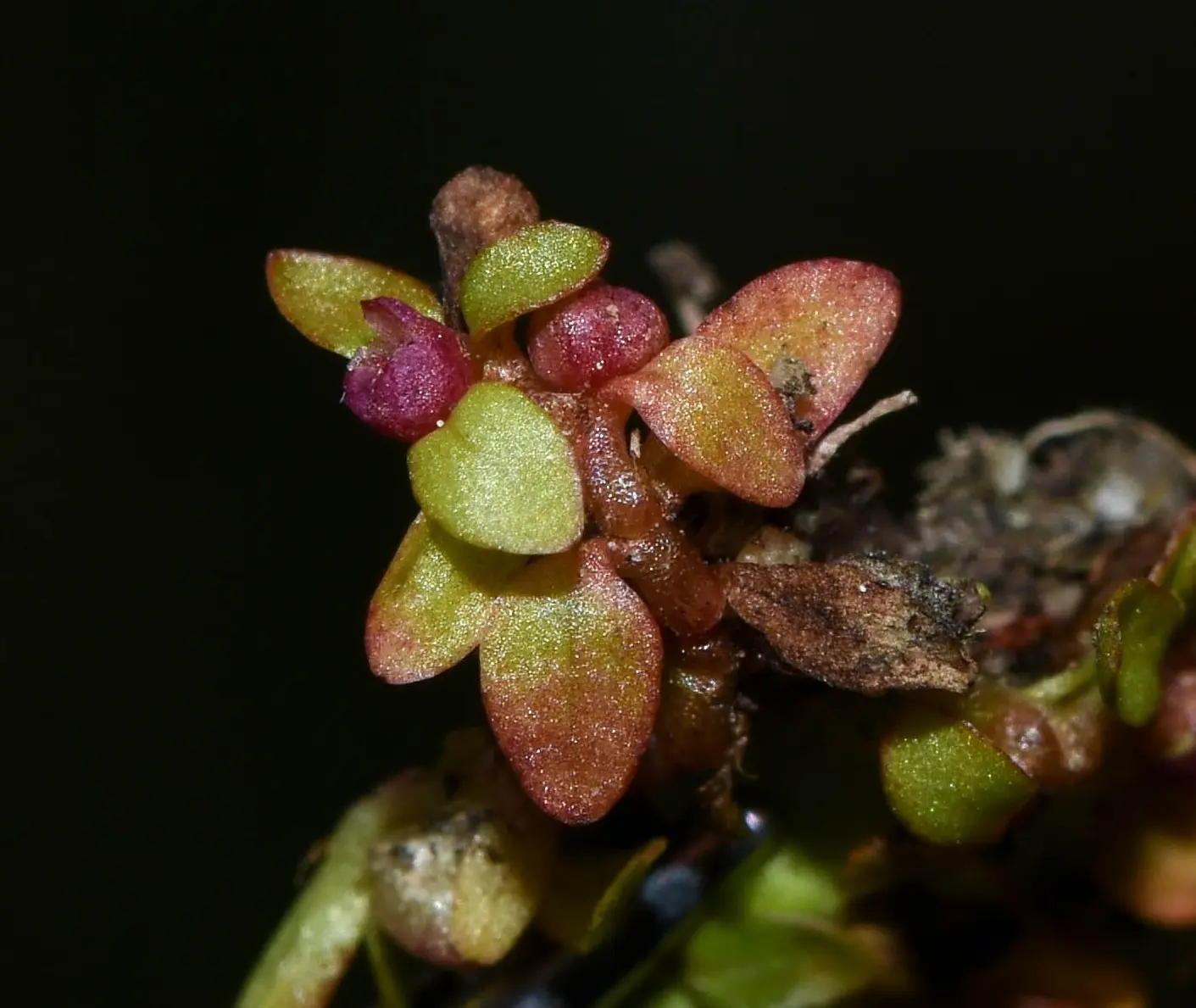 Elatine brachysperma A.Gray