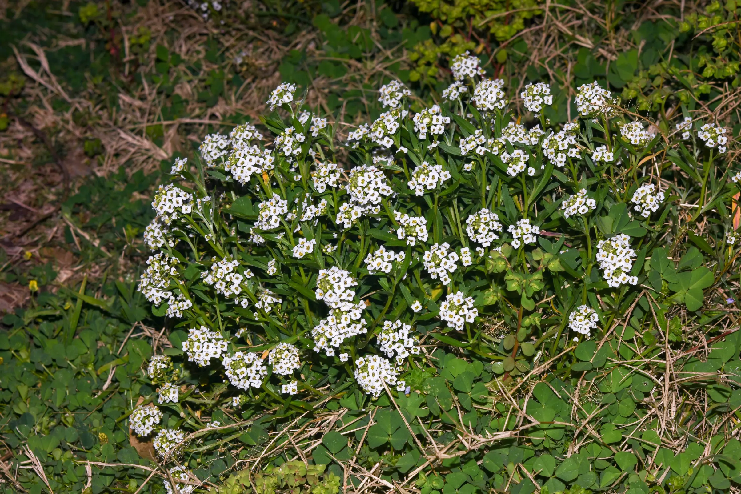 Lobularia maritima (L.) Desv.