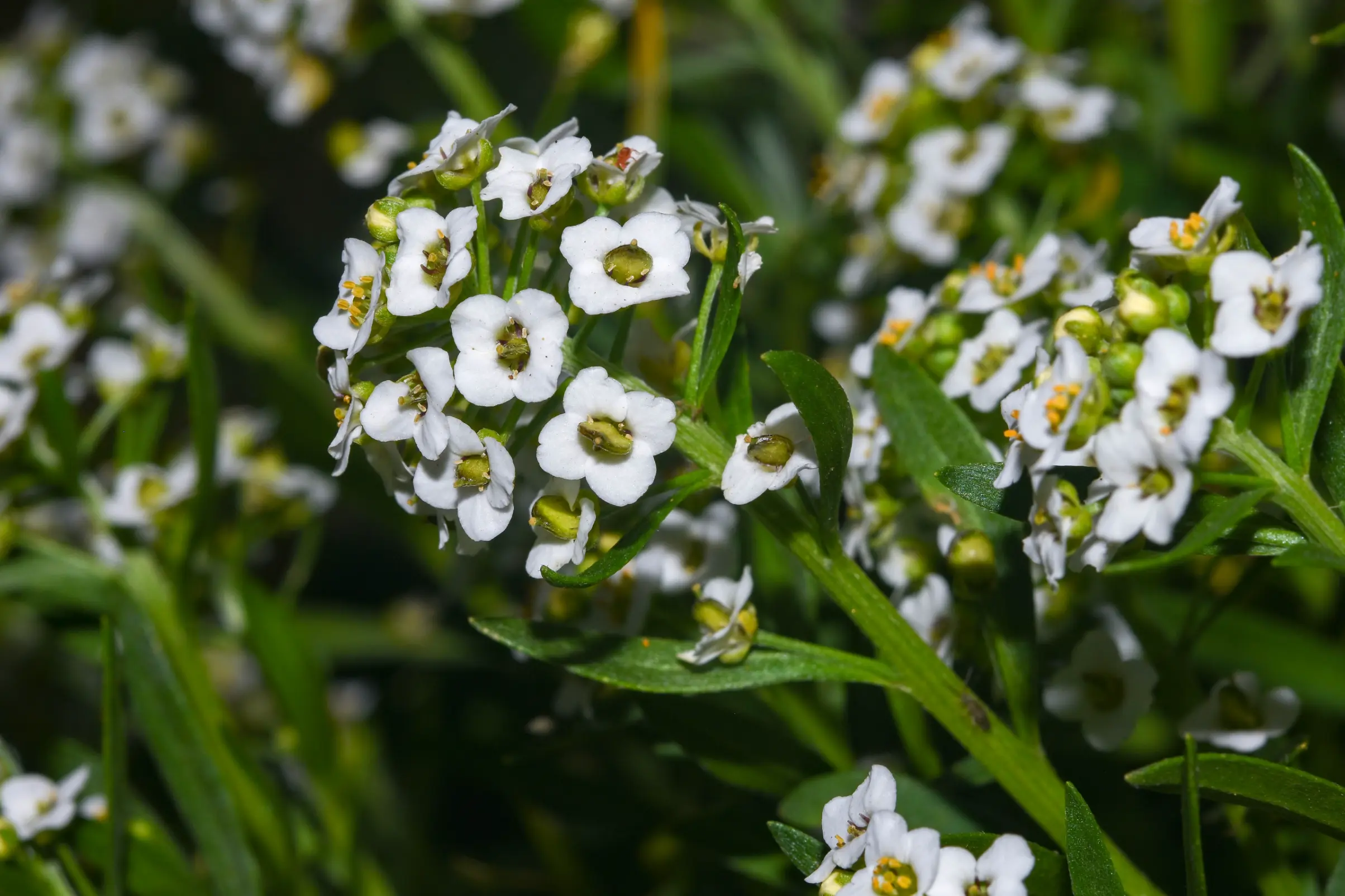 Lobularia maritima (L.) Desv.