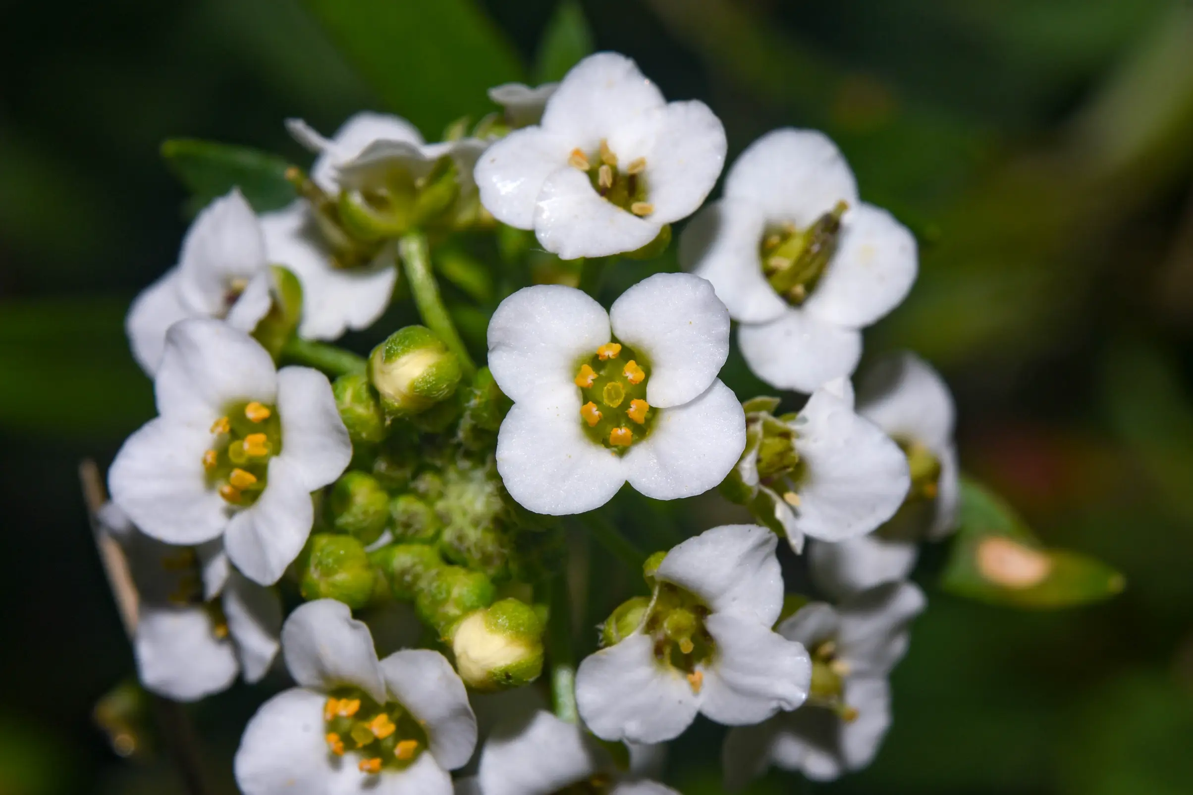 Lobularia maritima (L.) Desv.